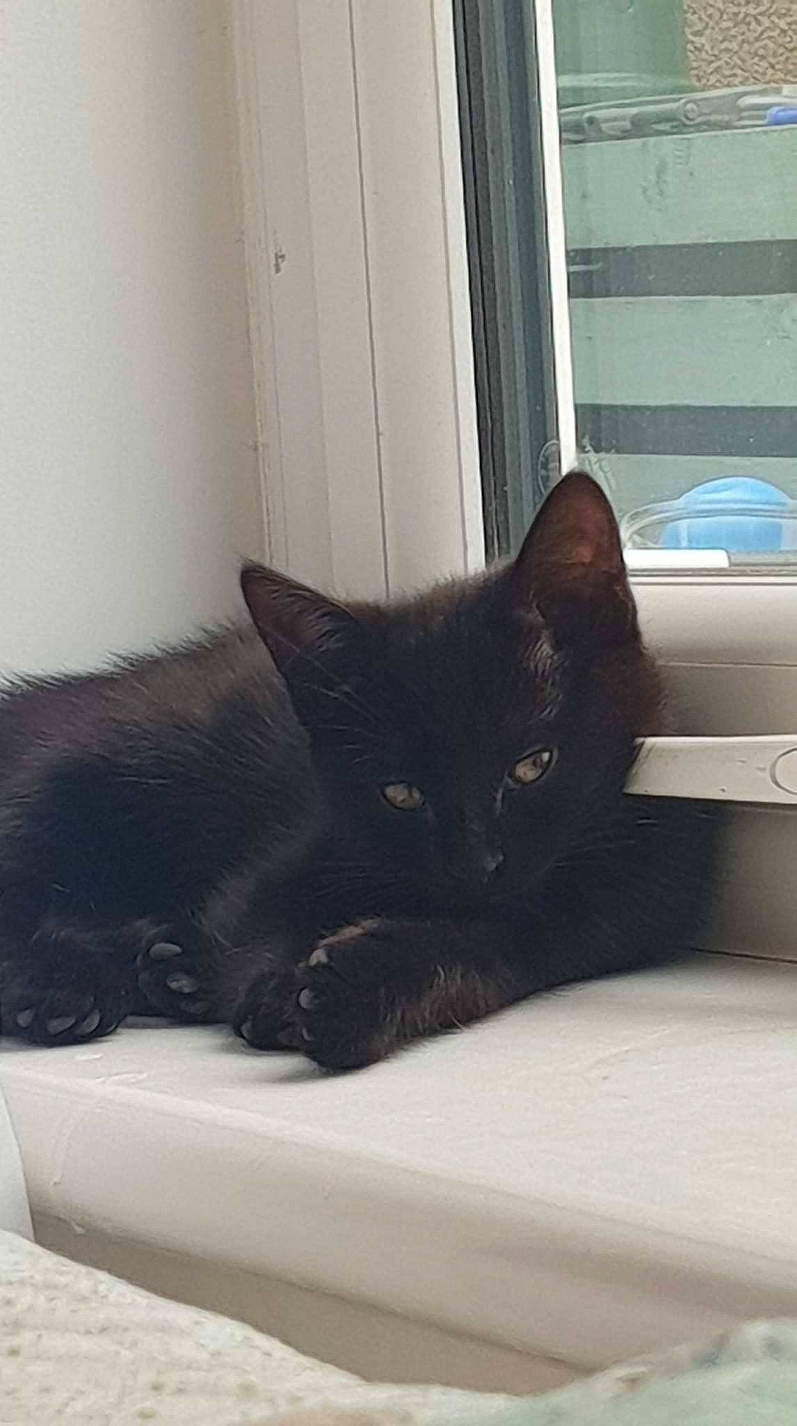 Esme joined the competition — help win amazing prizes! black_cat, bombay, carnivore, cat, comfort, domestic_short_haired_cat, felidae, floor, flooring, fur, grey, hardwood, linens, room, small_to_medium_sized_cats, snout, tail, whiskers, window, wood