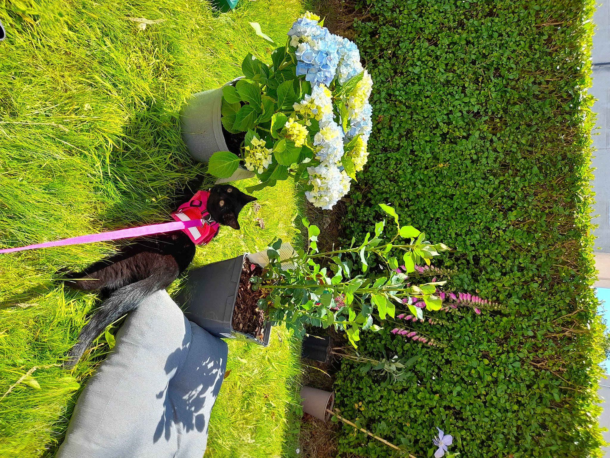 Esme is registered to the contest to win money with this photo: annual_plant, art, biome, cut_flowers, flower, flower_arranging, flowering_plant, garden, gardening, grass, green, groundcover, landscape, people_in_nature, petal, plant, pole, shrub, terrestrial_plant, vegetation