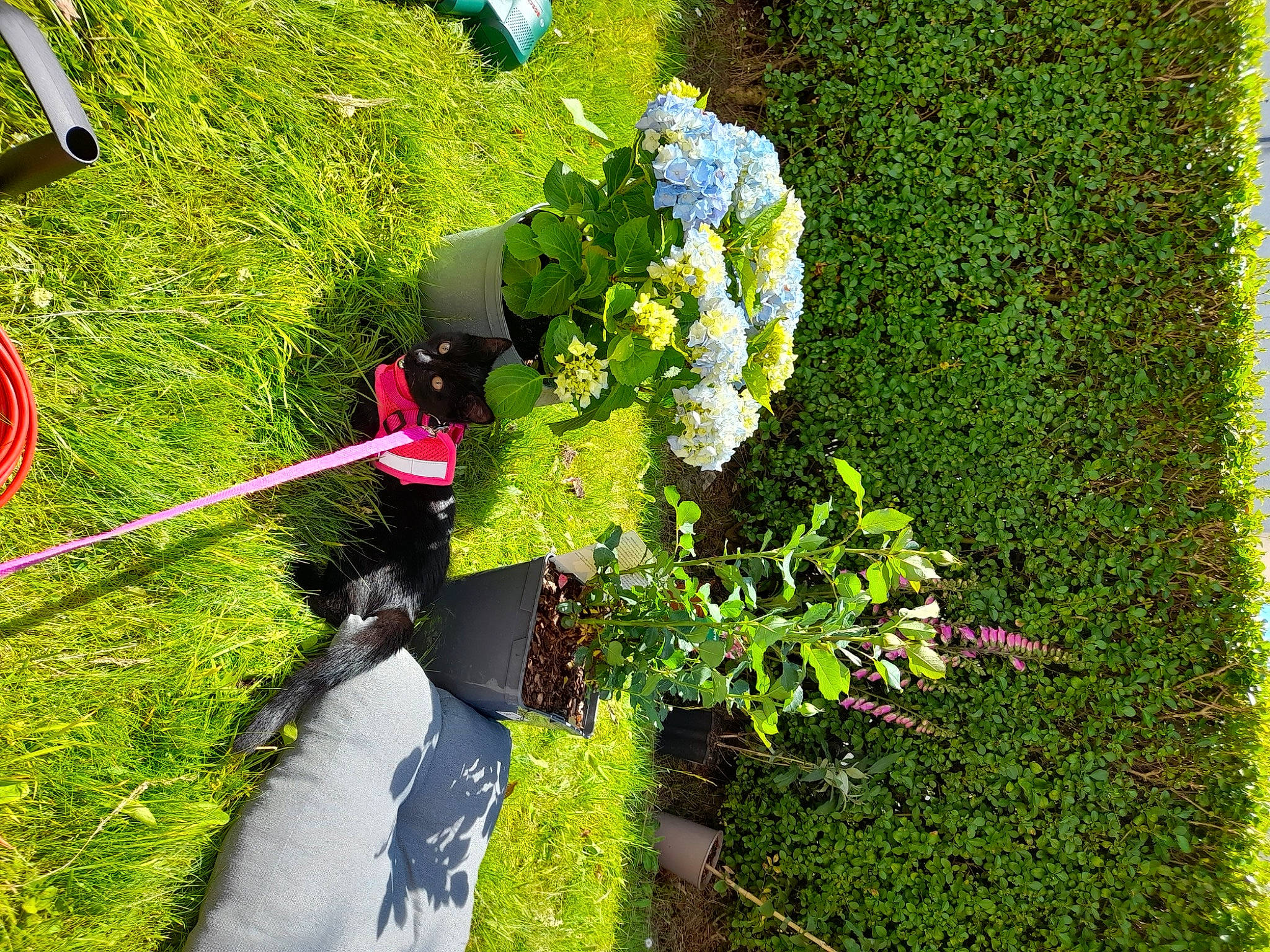 Esme joined the competition — help win amazing prizes! annual_plant, art, coquelicot, flower, flowering_plant, garden, gardening, grass, green, groundcover, herb, herbaceous_plant, landscape, landscaping, people_in_nature, petal, plant, shadow, shrub, yard