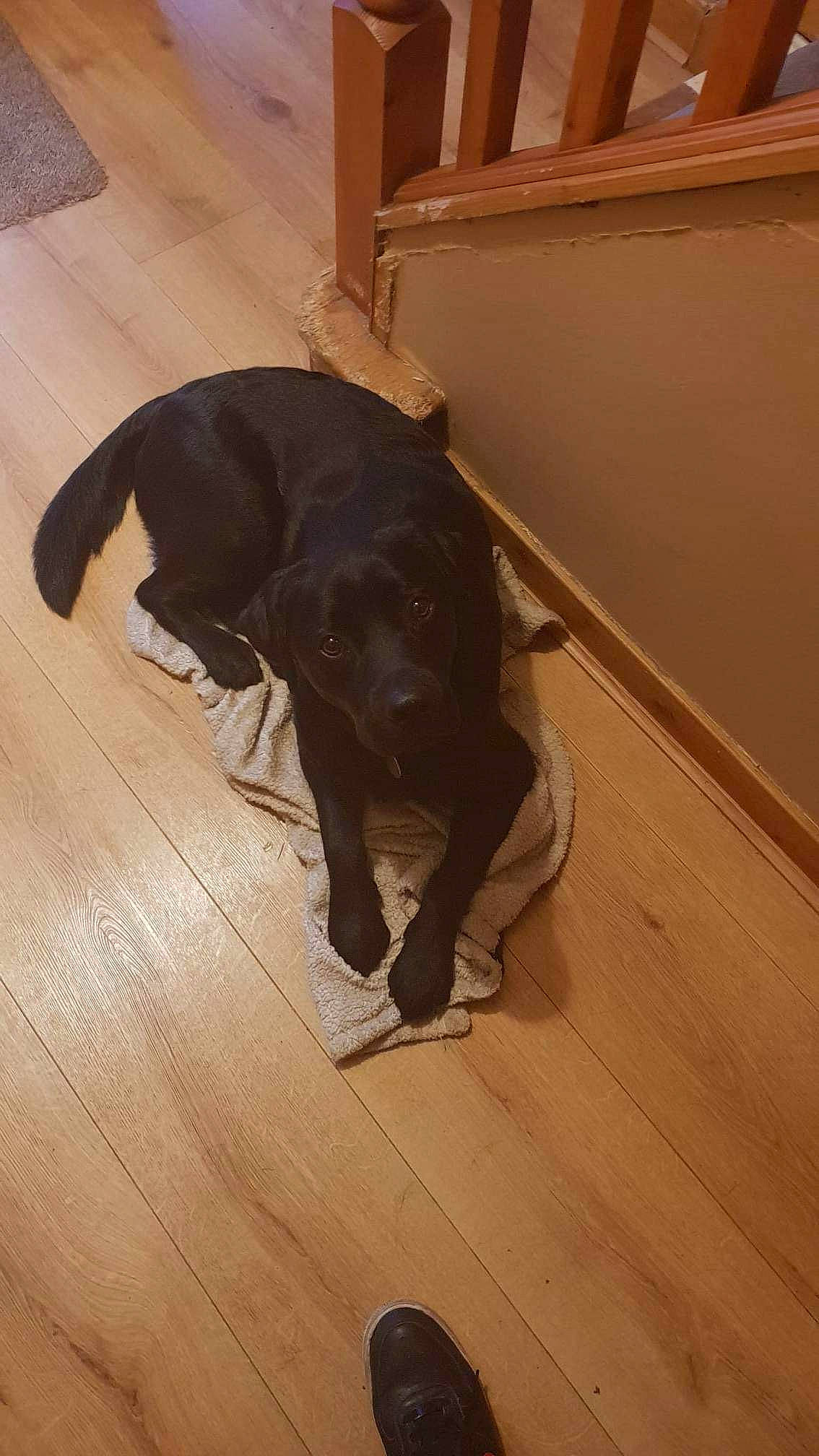 Leo joined the competition — help win amazing prizes! brown, carnivore, comfort, companion_dog, dog, dog_breed, fawn, floor, flooring, fur, hardwood, laminate_flooring, snout, tail, terrestrial_animal, varnish, wood, wood_flooring, wood_stain, working_animal