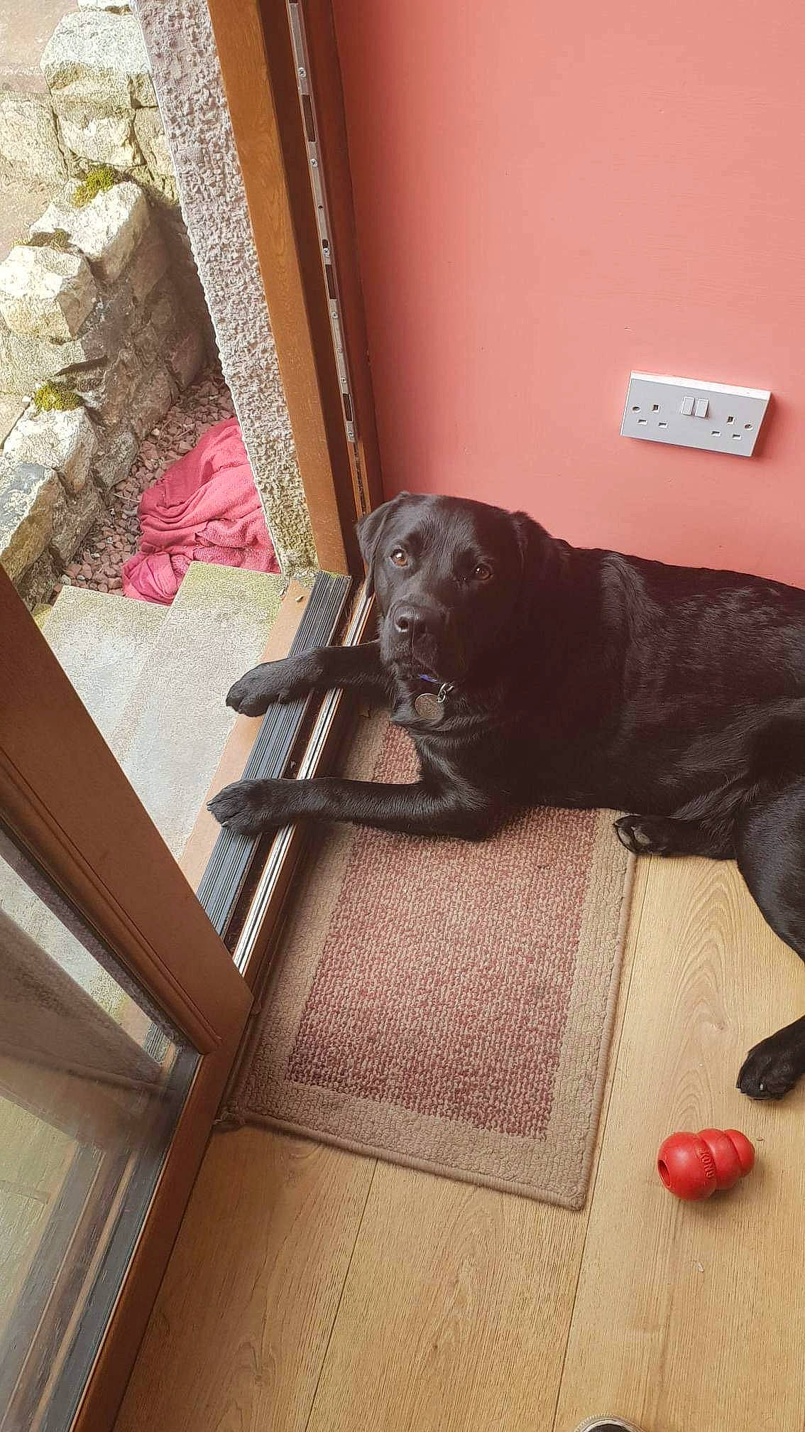 Leo joined the competition — help win amazing prizes! brown, carnivore, comfort, companion_dog, curtain, dog, dog_breed, floor, flooring, hardwood, laminate_flooring, liver, room, snout, sporting_group, tail, tints_and_shades, wood, wood_flooring, working_animal