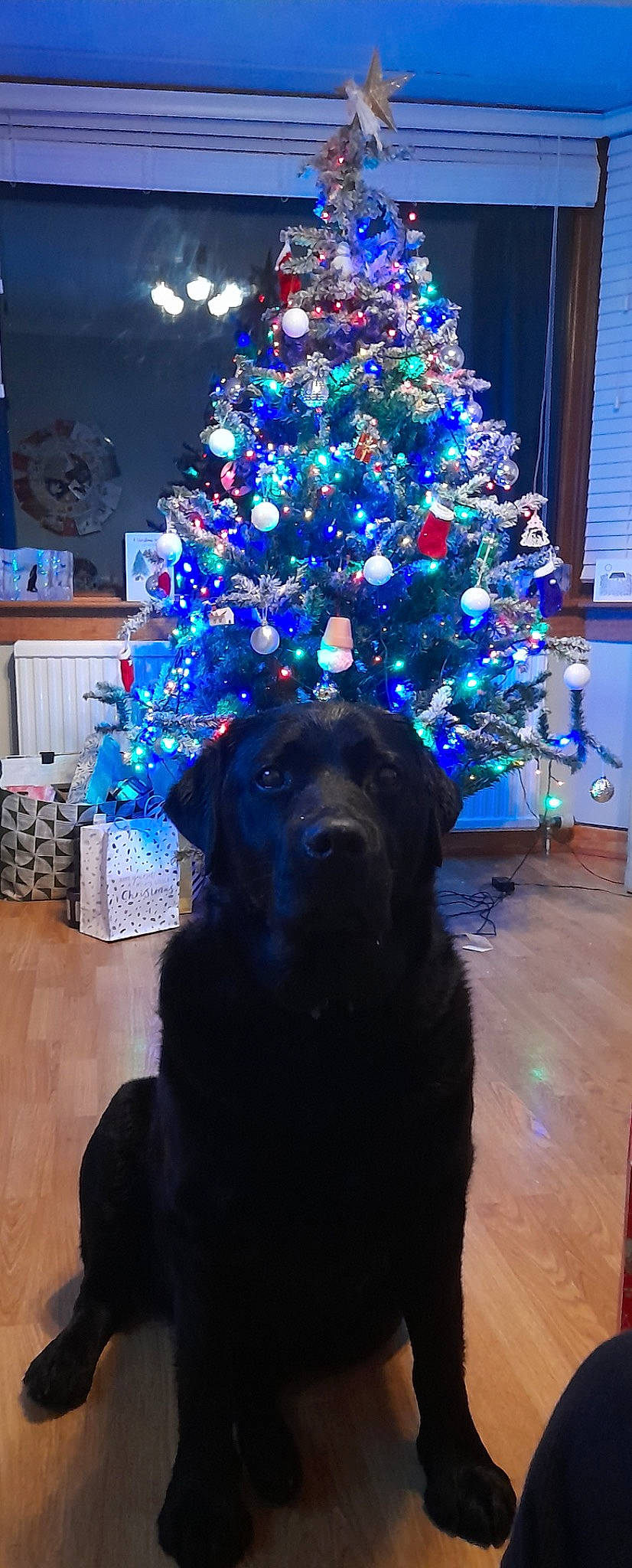 Leo joined the competition — help win amazing prizes! blue, carnivore, christmas_decoration, christmas_ornament, christmas_tree, companion_dog, decoration, dog, dog_breed, electric_blue, event, evergreen, holiday, holiday_ornament, ornament, plant, purple, tints_and_shades, tree, window