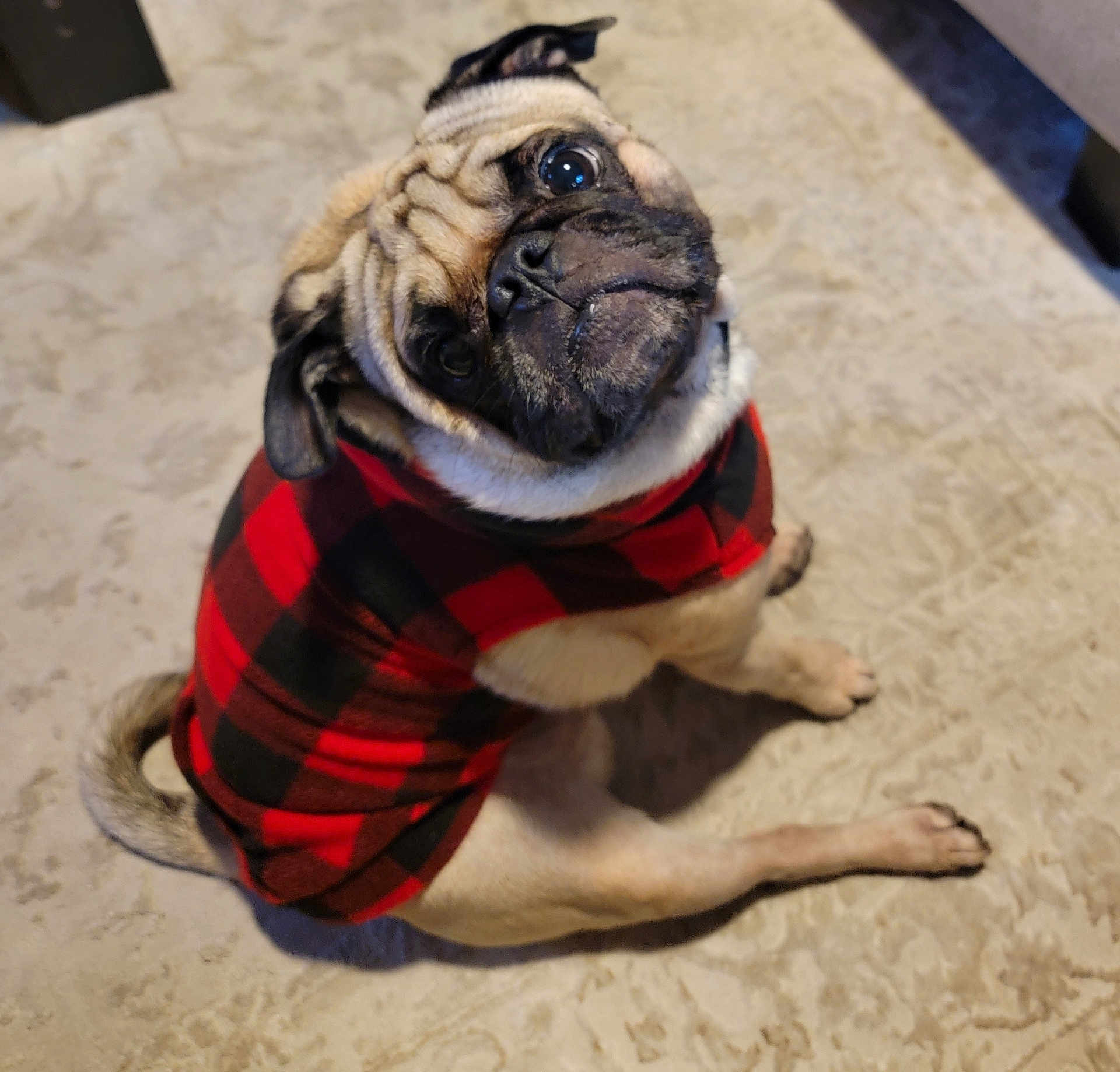 Harley is registered to the contest to win money with this photo: dog, pug, pet, animal, sweater, clothing, indoor, carpet, cute, head_tilt, fur, small_dog, companion, domestic_animal, portrait, mammal, friendly, looking_up, cozy, adorable