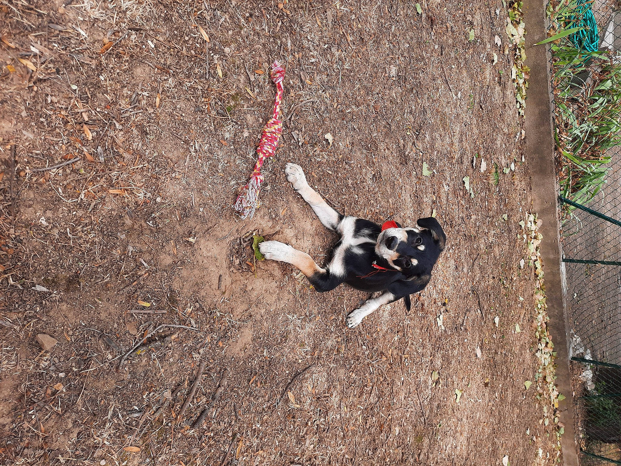 Sky participe au concours pour gagner de l'argent avec cette photo : adventure, asphalt, canidae, carmine, carnivore, dog, dog_breed, fawn, grass, leash, plant, recreation, road_surface, shadow, soil, sporting_group, tail, tree, trunk, wood