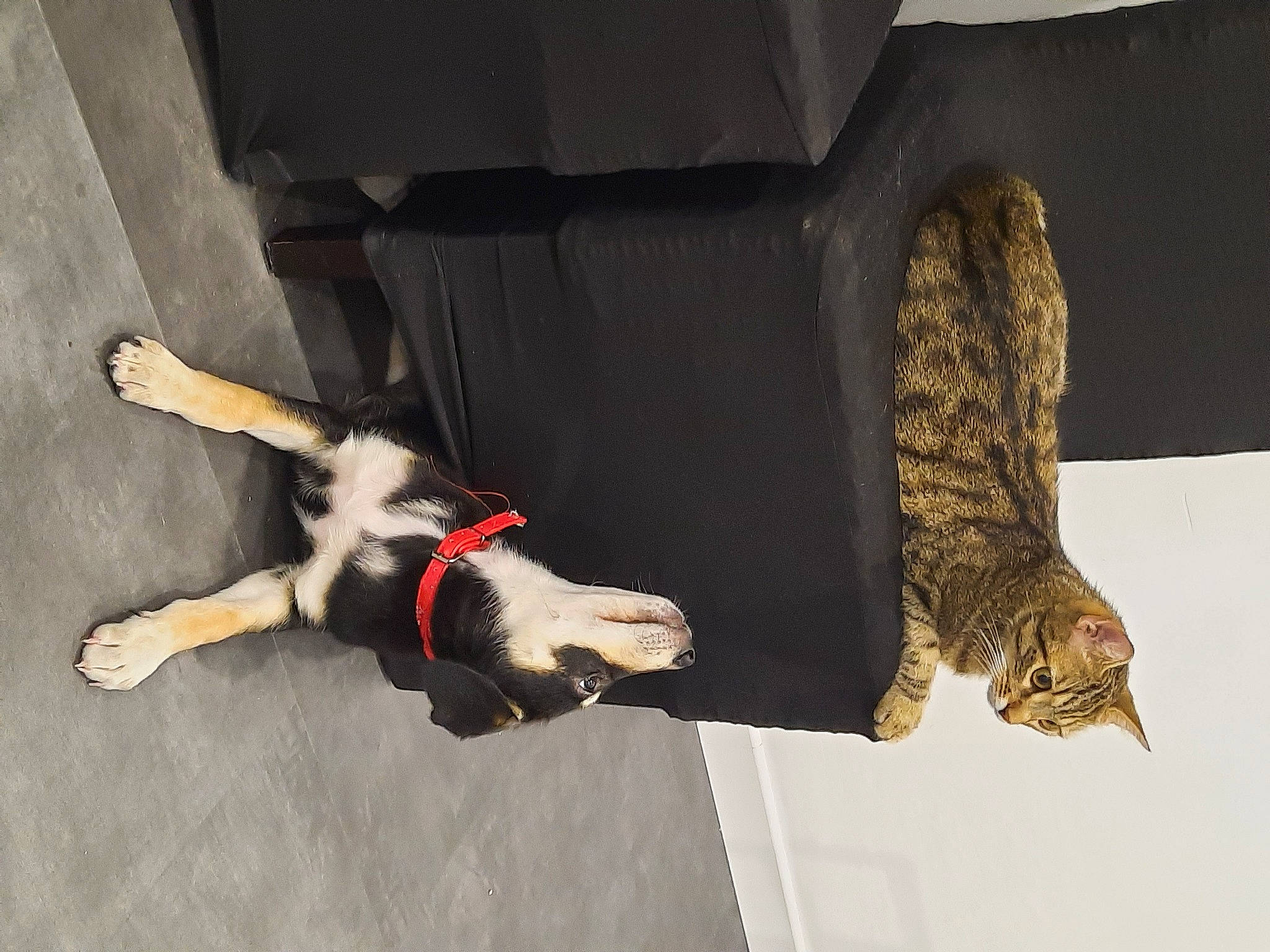 Sky participe au concours pour gagner de l'argent avec cette photo : carnivore, collar, comfort, companion_dog, dog, dog_breed, dog_collar, dog_supply, felidae, flooring, fur, guard_dog, leash, non_sporting_group, pet_supply, room, small_to_medium_sized_cats, sporting_group, tail, working_animal