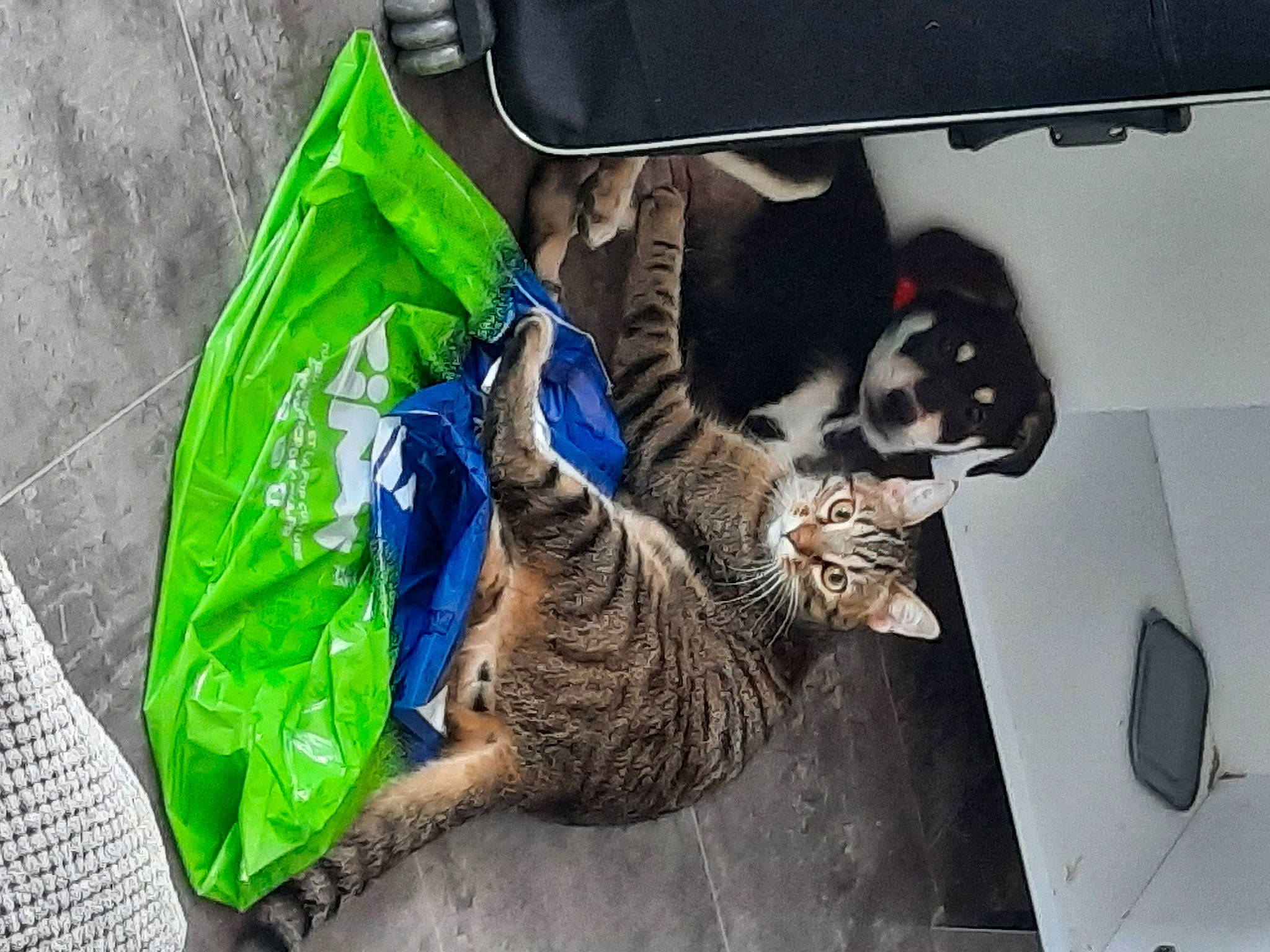 Sky a rejoint le concours — aidez-le/la à gagner de superbes lots ! bag, carnivore, cat, collar, domestic_short_haired_cat, felidae, fur, pet_supply, small_to_medium_sized_cats, sporting_group, tail, vehicle, whiskers
