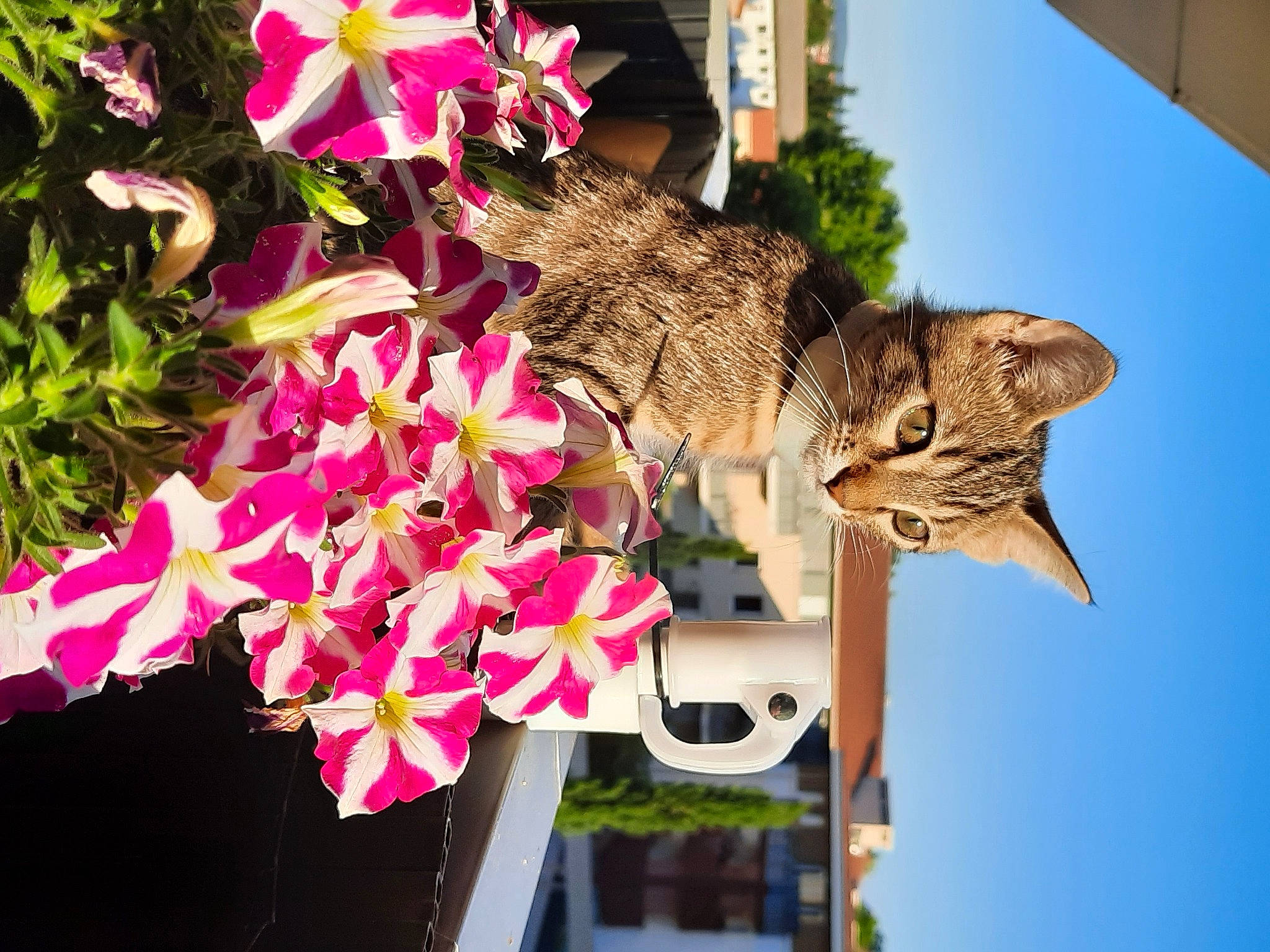 Ralf a rejoint le concours — aidez-le/la à gagner de superbes lots ! art, botany, building, cat, felidae, flower, flowerpot, houseplant, magenta, organism, petal, pink, plant, sculpture, sky, terrestrial_plant, tree, wheel, window, woody_plant