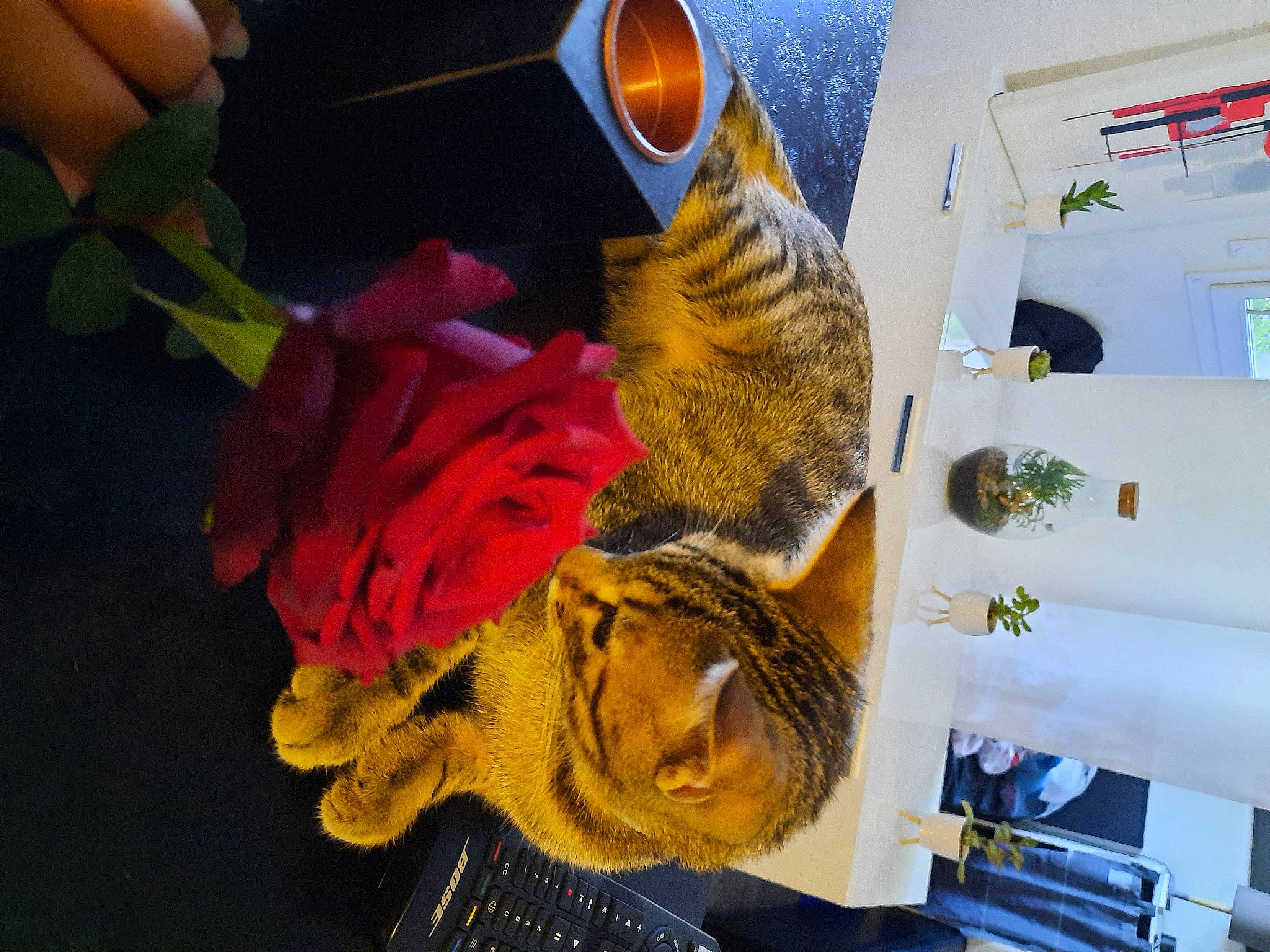 Ralf participe au concours pour gagner de l'argent avec cette photo : art, carmine, eyewear, fashion_accessory, feather, felidae, finger, fur, glove, goggles, illustration, orange, organism, personal_protective_equipment, petal, room, stuffed_toy, visual_arts, wrist, yellow