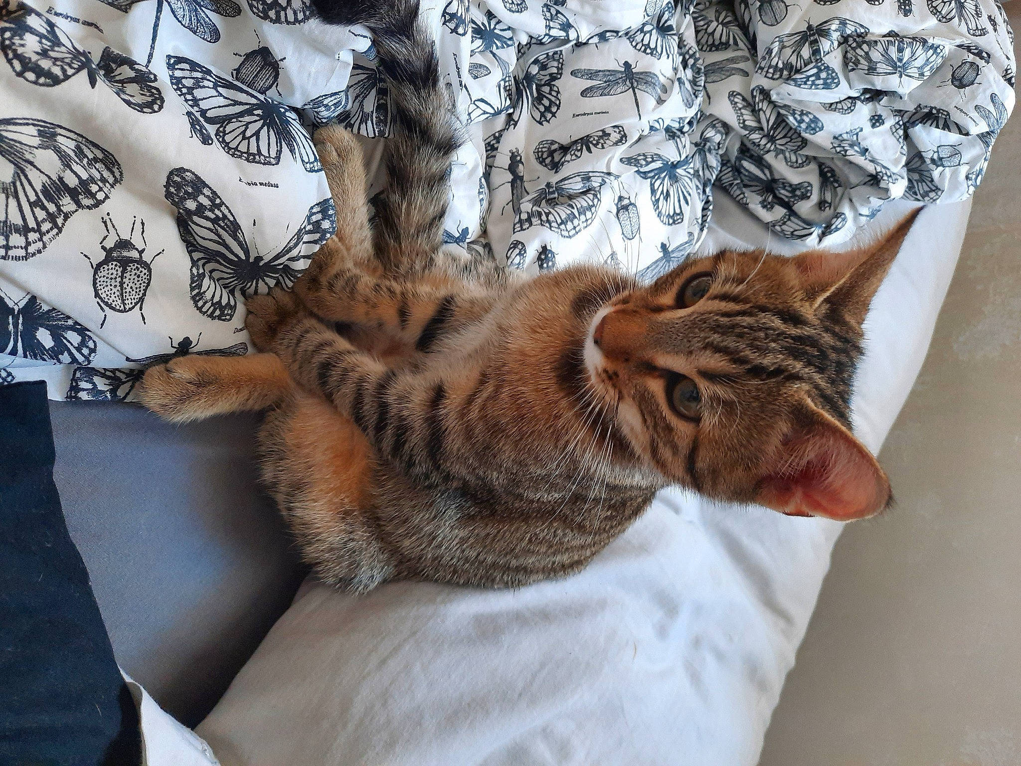 Ralf participe au concours pour gagner de l'argent avec cette photo : bed, carnivore, cat, cat_supply, claw, comfort, domestic_short_haired_cat, fawn, felidae, fur, linens, nap, pattern, paw, sleep, small_to_medium_sized_cats, tail, tree, whiskers