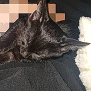 Riyu participe au concours pour gagner de l'argent avec cette photo : cat, black_cat, sleeping, fur, pet, animal, closeup, cozy, resting, soft, whiskers, indoor, blanket, dark_background, cute, domestic_cat, mammal, feline, sleep, relaxation