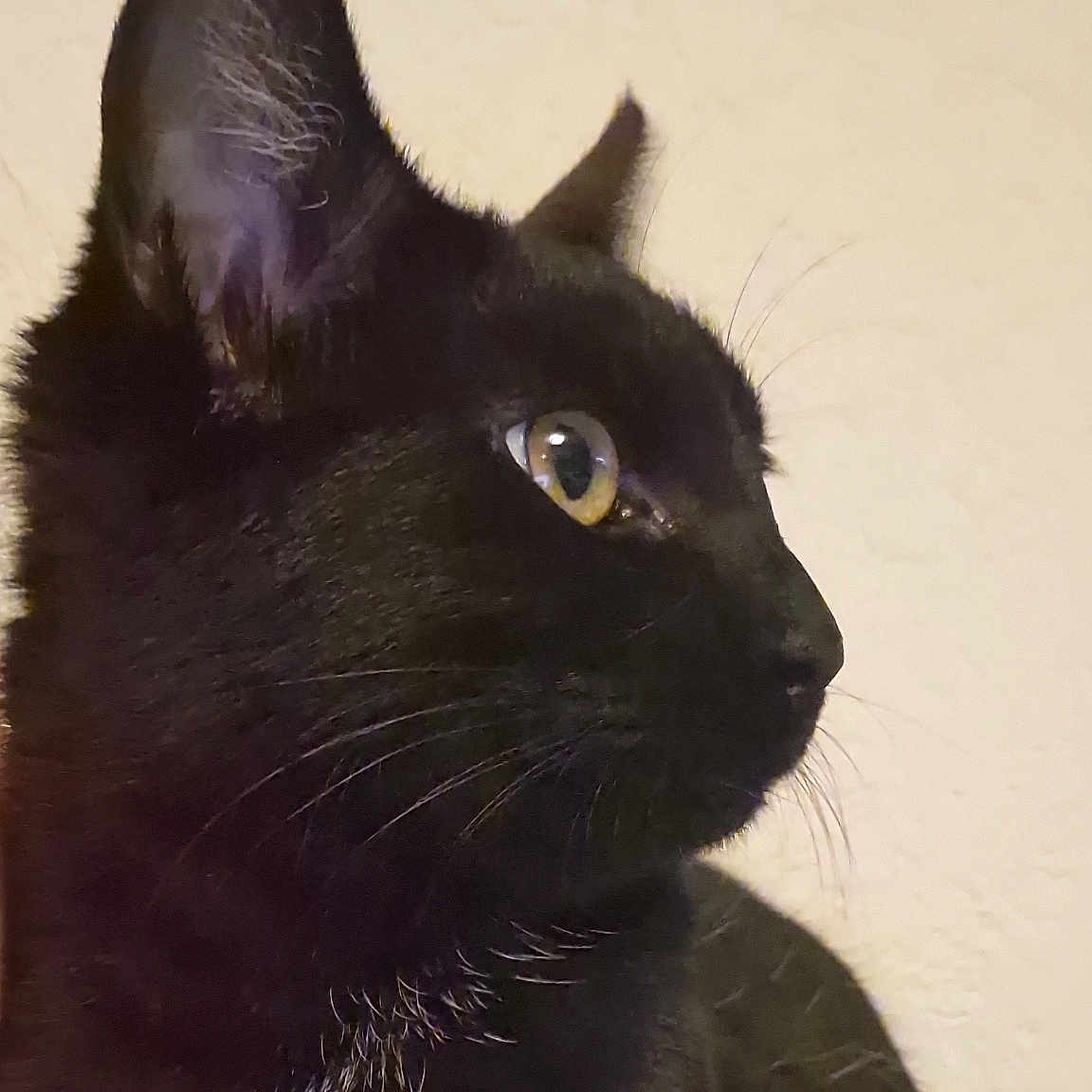 Riyu participe au concours pour gagner de l'argent avec cette photo : animal, black_cat, cat, close_up, colorful, cute, domestic_animal, focus, fur, indoor, knitted_fabric, looking_away, mammal, pet, portrait, profile, sharp, texture, whiskers, yellow_eyes