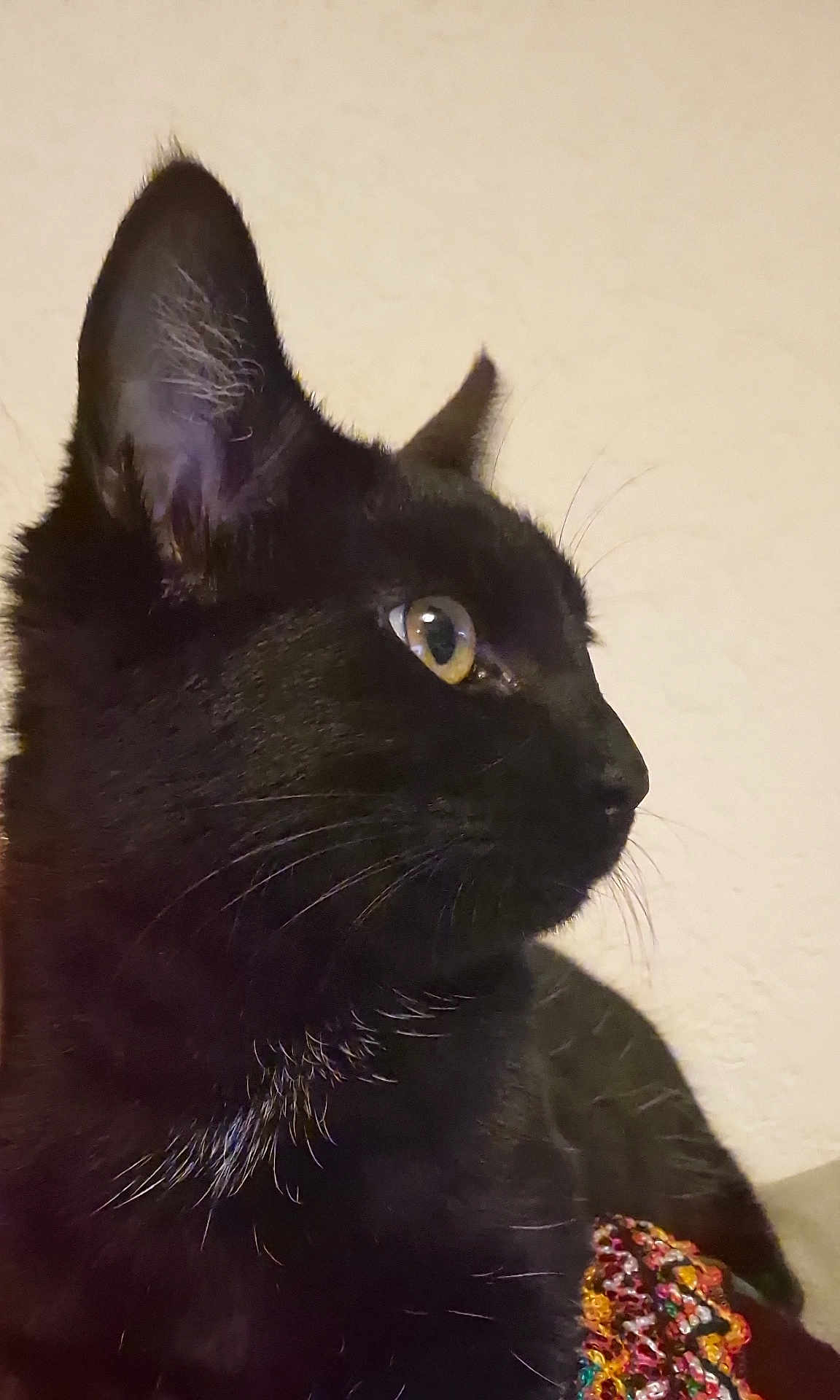 Riyu participe au concours pour gagner de l'argent avec cette photo : cat, black_cat, profile, close_up, whiskers, yellow_eyes, fur, indoor, pet, animal, portrait, looking_away, knitted_fabric, colorful, texture, focus, sharp, mammal, domestic_animal, cute