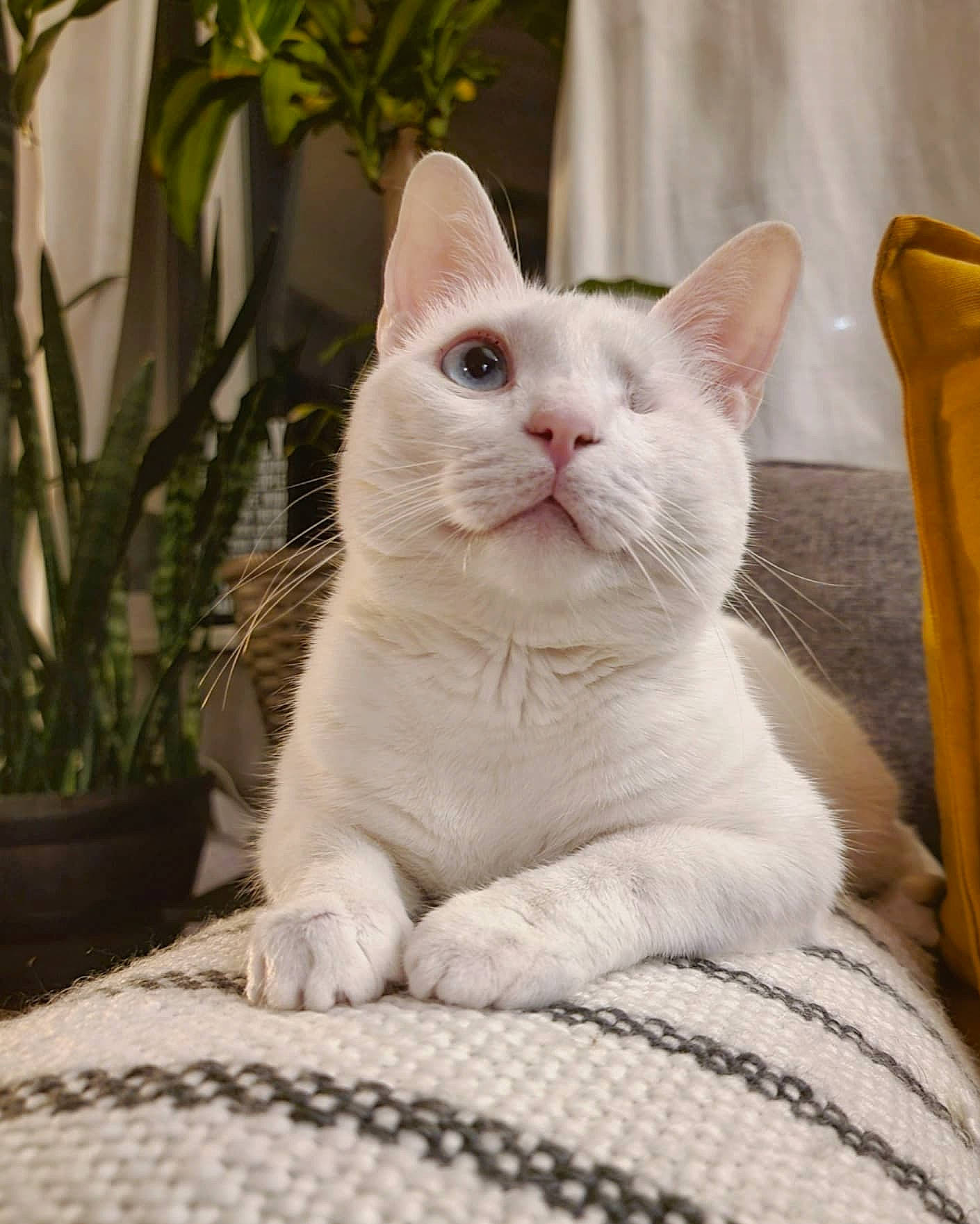 Leela is registered to the contest to win money with this photo: carnivore, cat, cat_supply, comfort, domestic_short_haired_cat, felidae, flowerpot, fur, houseplant, pattern, paw, plant, sitting, small_to_medium_sized_cats, snout, tail, terrestrial_animal, whiskers