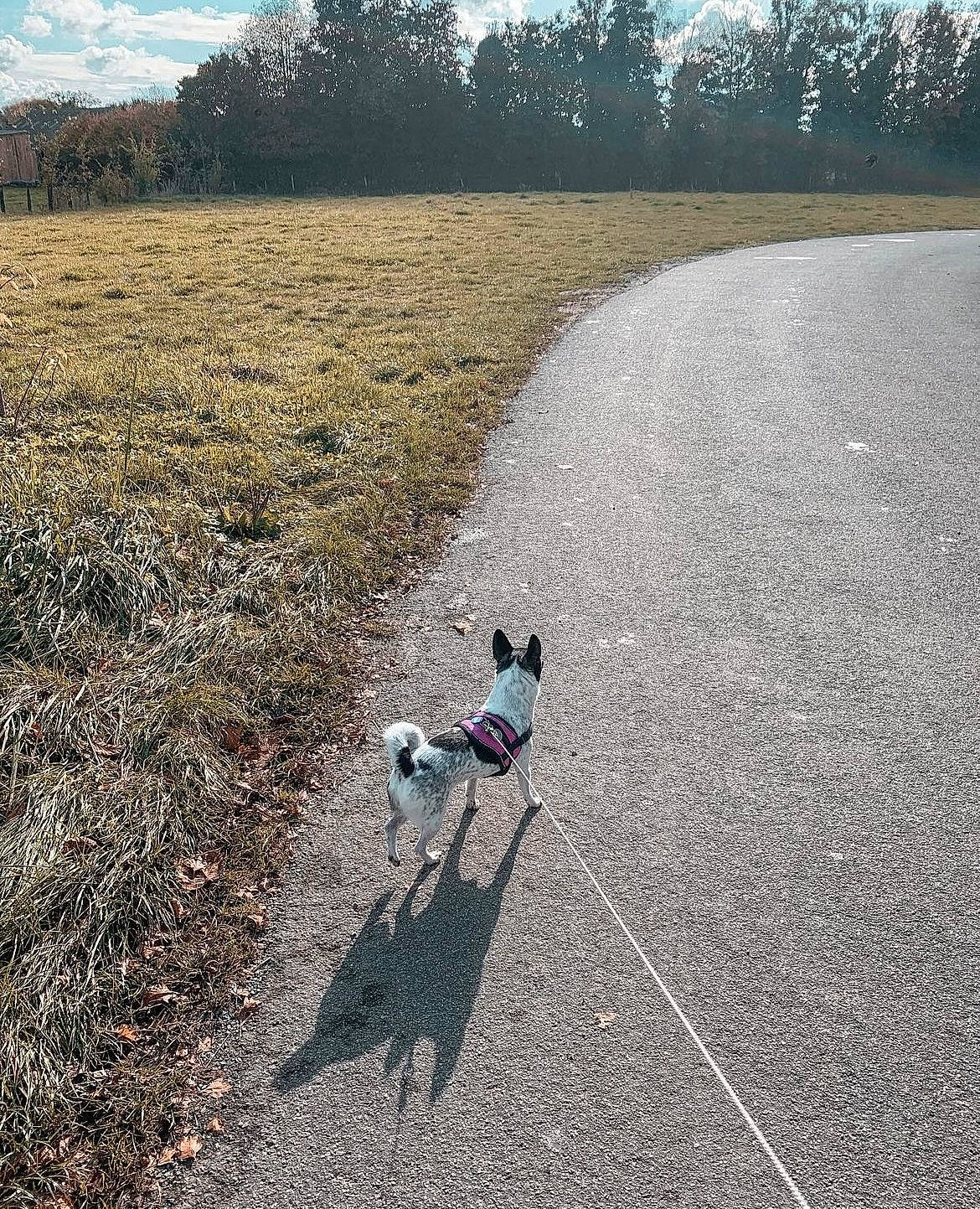Jade participe au concours pour gagner de l'argent avec cette photo : asphalt, carnivore, cloud, companion_dog, dog, dog_breed, fawn, grass, grass_family, grassland, landscape, leash, natural_landscape, plant, recreation, road_surface, sky, sporting_group, tree, working_animal