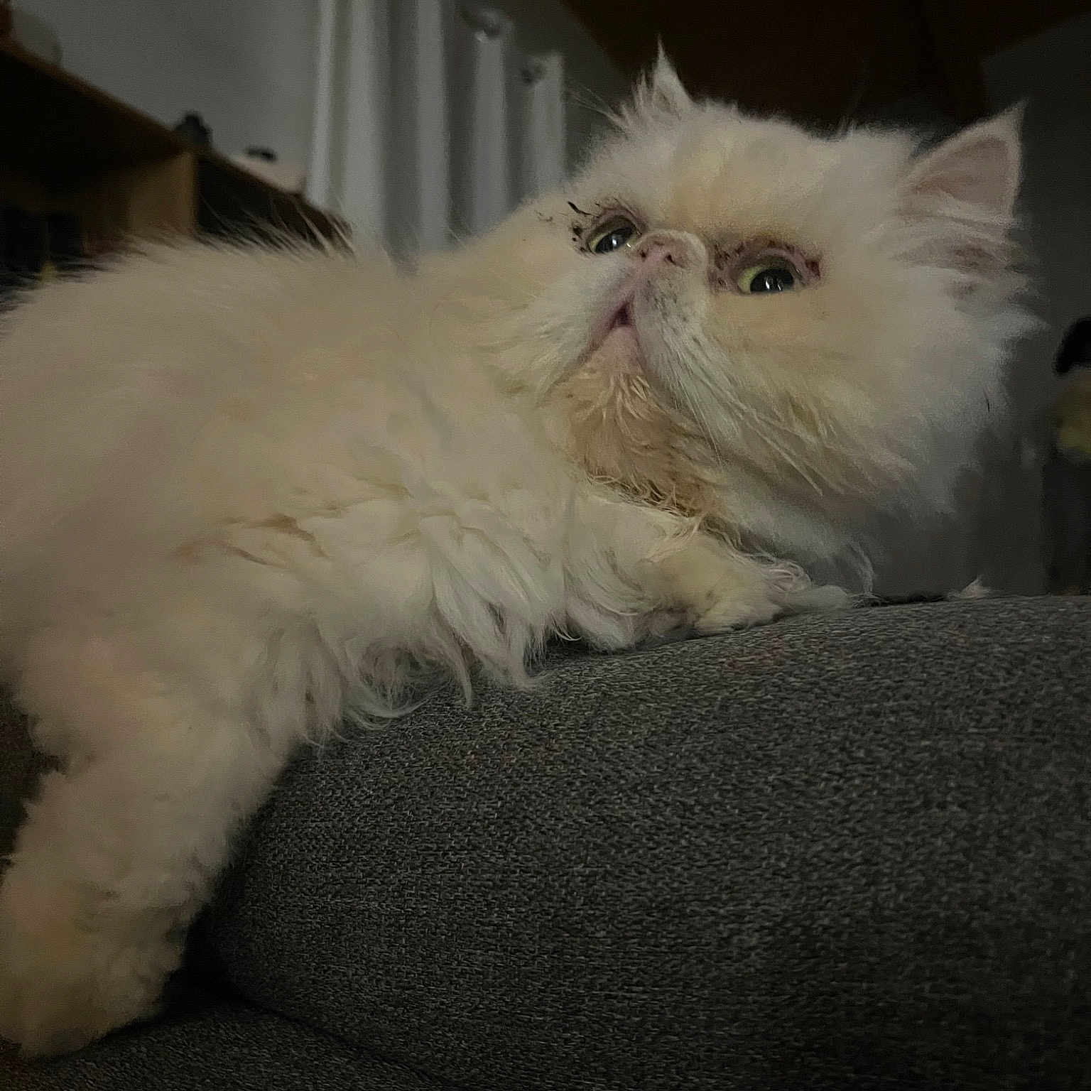Maestro
