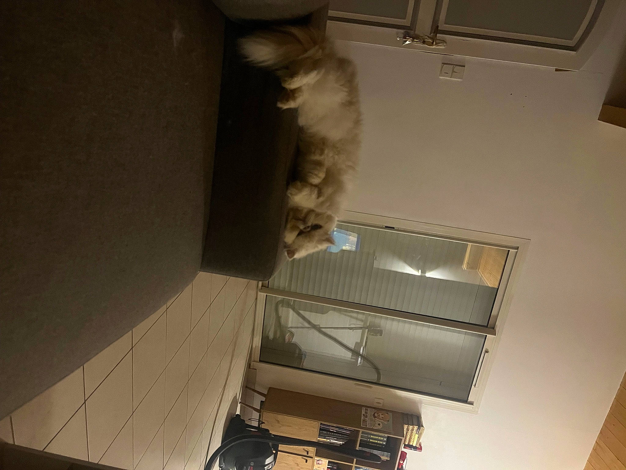 Maestro participe au concours pour gagner de l'argent avec cette photo : building, cat, ceiling, felidae, flooring, fur, gas, handrail, hardwood, machine, metal, plaster, room, small_to_medium_sized_cats, space, stairs, tail, tourist_attraction, whiskers, wood