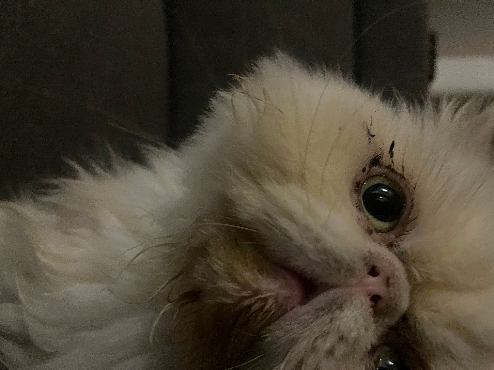 Maestro participe au concours pour gagner de l'argent avec cette photo : british_longhair, carnivore, cat, claw, eye, felidae, fur, paw, plant, small_to_medium_sized_cats, snout, vegetable, whiskers