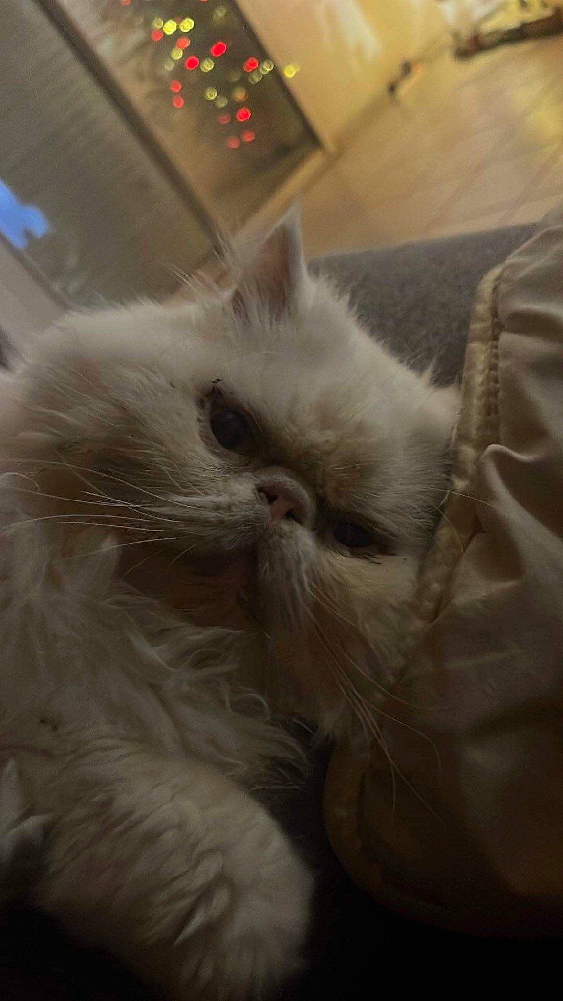 Maestro a rejoint le concours — aidez-le/la à gagner de superbes lots ! carnivore, cat, comfort, fawn, felidae, fur, paw, small_to_medium_sized_cats, snout, whiskers