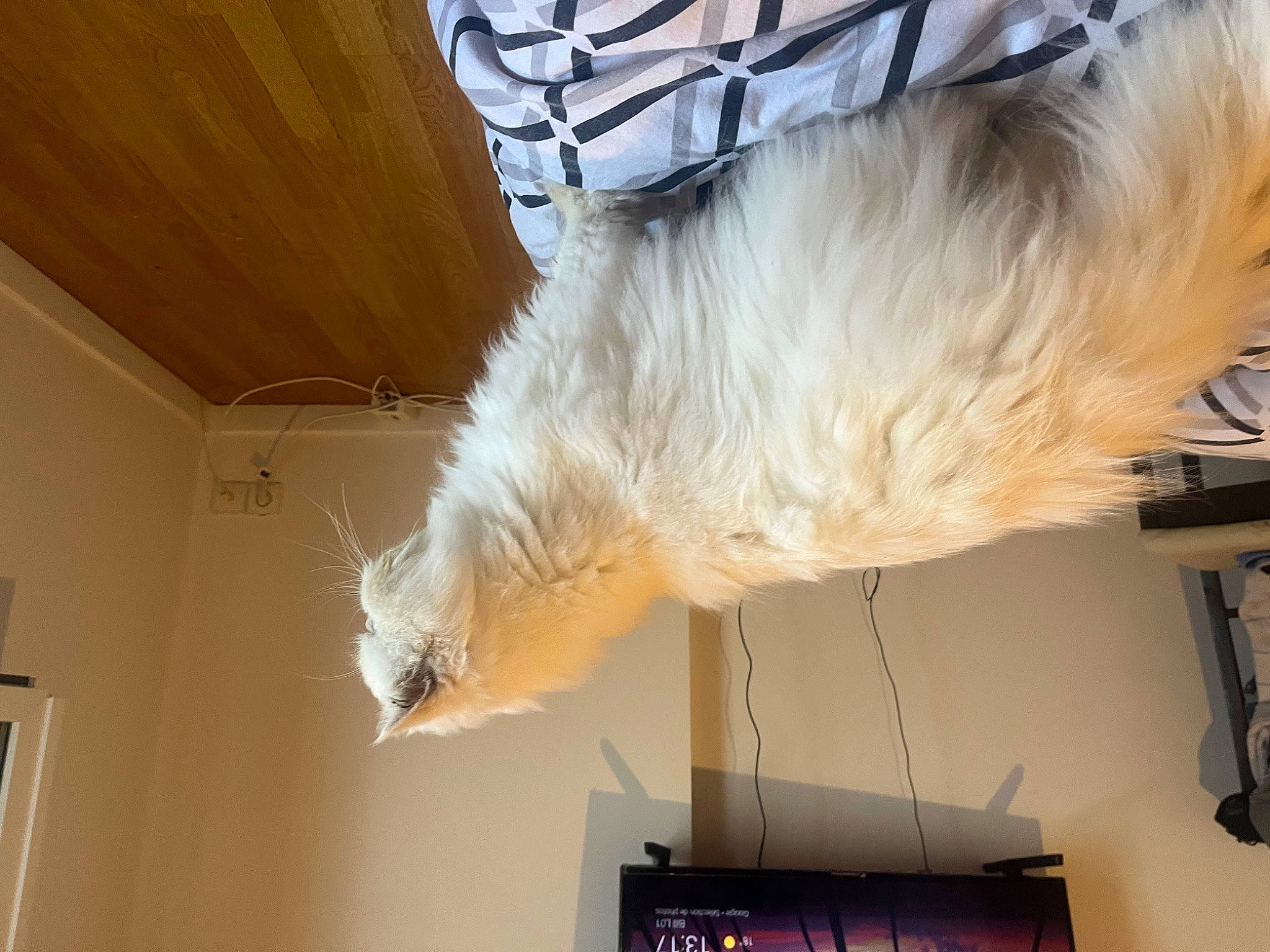 Maestro a rejoint le concours — aidez-le/la à gagner de superbes lots ! animal_product, carnivore, ceiling, dog_breed, feather, felidae, fur, hardwood, natural_material, room, small_to_medium_sized_cats, sporting_group, tail, whiskers, wing, wood