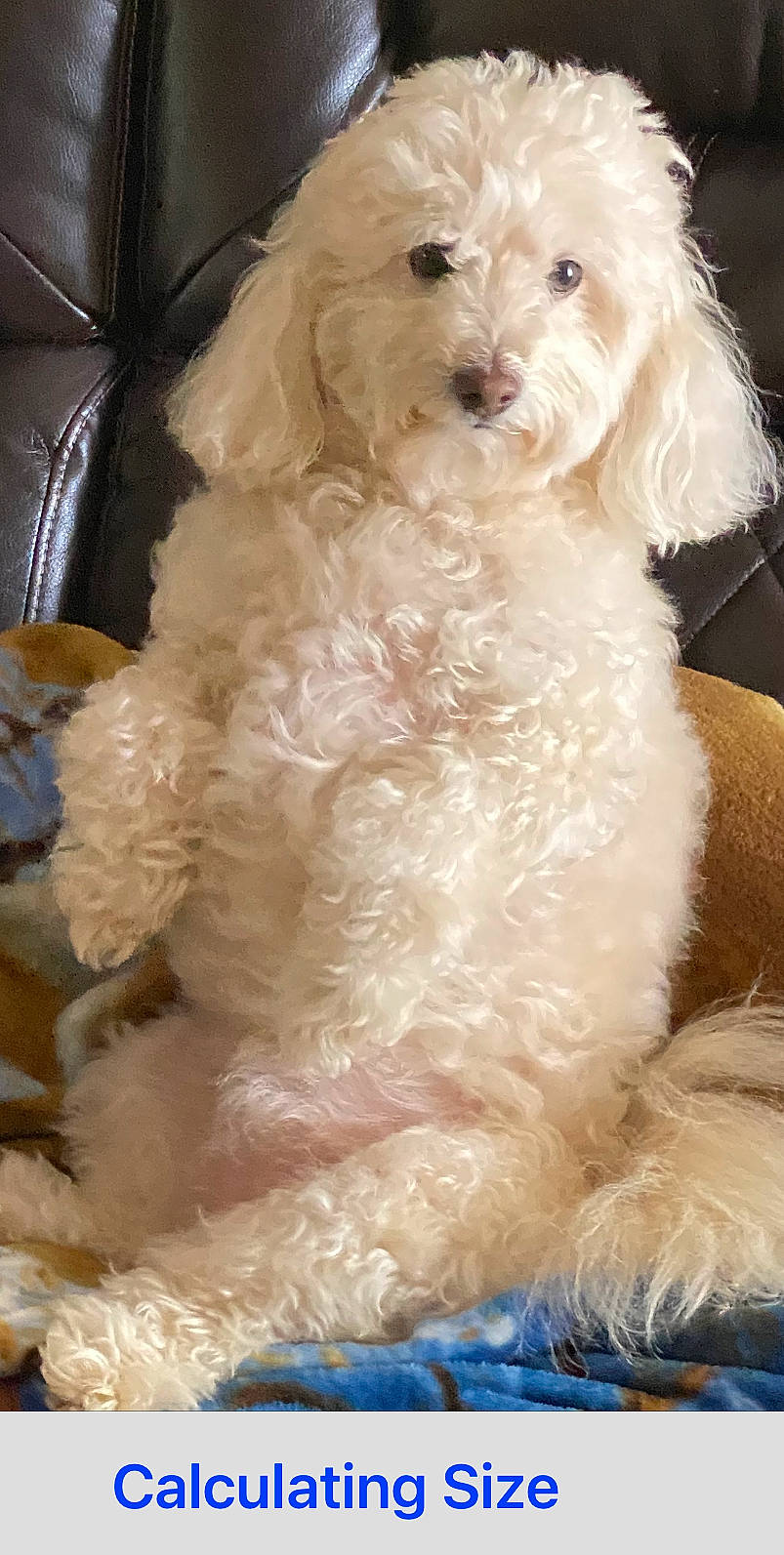 Sunshine is registered to the contest to win money with this photo: blue, canidae, carnivore, companion_dog, dog, dog_breed, fur, labradoodle, maltepoo, non_sporting_group, poodle, shih_poo, small_terrier, snout, sporting_group, terrier, toy_dog, water_dog, working_animal, yorkipoo