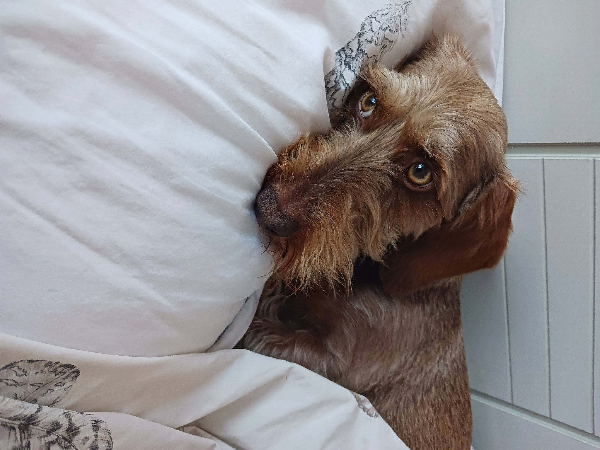 Oprah a rejoint le concours — aidez-le/la à gagner de superbes lots ! canidae, carnivore, comfort, companion_dog, dog, dog_breed, dog_supply, ear, fawn, fur, liver, pet_supply, schnauzer, small_terrier, snout, sporting_group, terrier, toy_dog, working_animal, wrinkle