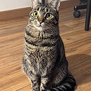 Zelie a rejoint le concours — aidez-le/la à gagner de superbes lots ! animal, bright_eyes, cat, closeup, curious, domestic_cat, ears, feline, floor, fur, household, indoor, pet, portrait, sitting, striped, tabby, tail, whiskers, wooden_floor
