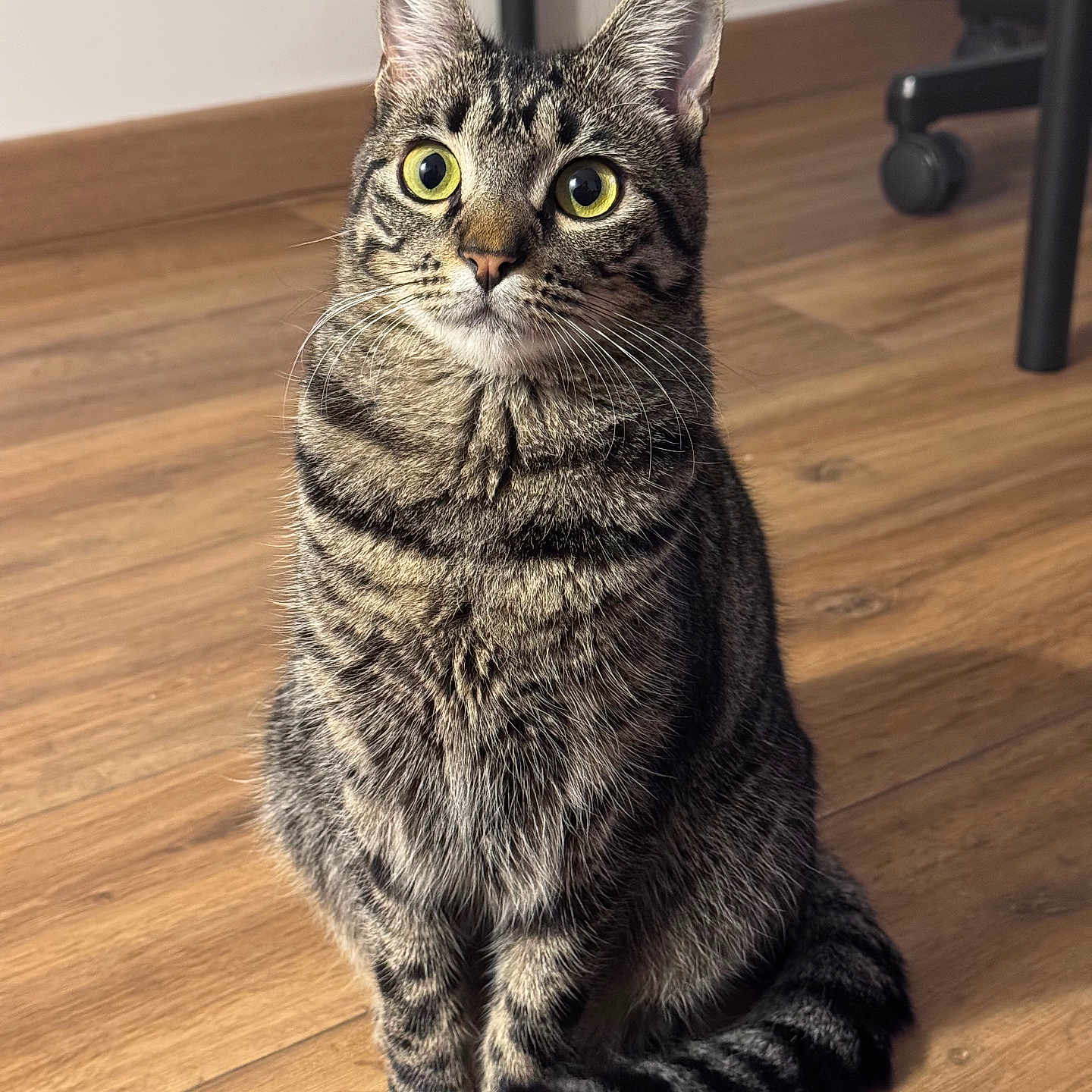 Zelie a rejoint le concours — aidez-le/la à gagner de superbes lots ! animal, bright_eyes, cat, closeup, curious, domestic_cat, ears, feline, floor, fur, household, indoor, pet, portrait, sitting, striped, tabby, tail, whiskers, wooden_floor