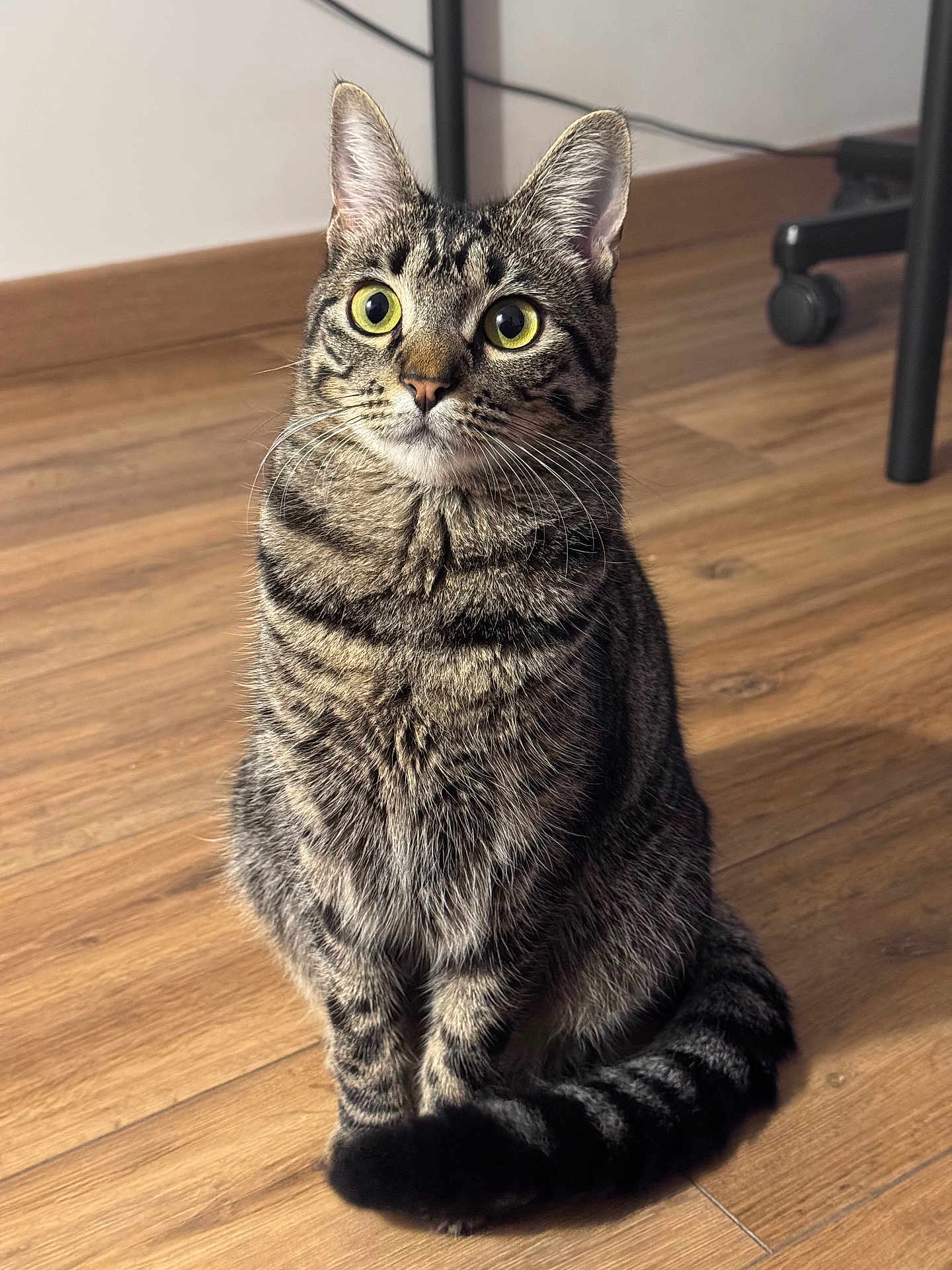 Zelie a rejoint le concours — aidez-le/la à gagner de superbes lots ! animal, bright_eyes, cat, closeup, curious, domestic_cat, ears, feline, floor, fur, household, indoor, pet, portrait, sitting, striped, tabby, tail, whiskers, wooden_floor