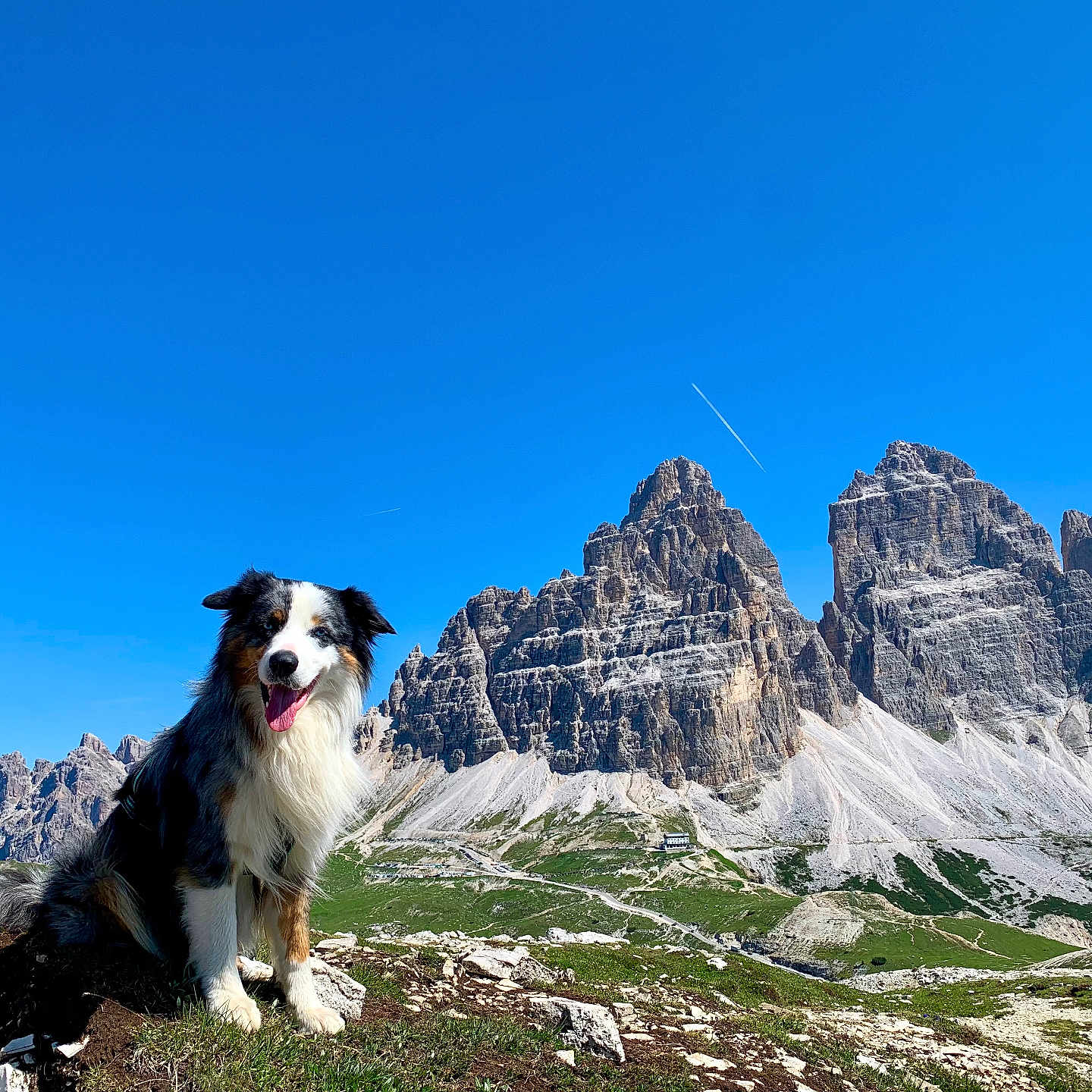 Pacha a rejoint le concours — aidez-le/la à gagner de superbes lots ! adventure, animal, blue_sky, canine, dog, grass, happy, hill, landscape, mountain, nature, outdoor, pet, rocky, scenic, sky, summer, sunlight, travel, wildlife