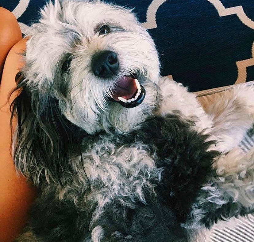 C.j. is registered to the contest to win money with this photo: canidae, carnivore, cockapoo, companion_dog, dog, dog_breed, lowchen, maltepoo, mammal, miniature_schnauzer, old_english_sheepdog, rare_breed_dog, schnauzer, schnoodle, sporting_group, sporting_lucas_terrier, terrier, tibetan_terrier, vertebrate, west_highland_white_terrier