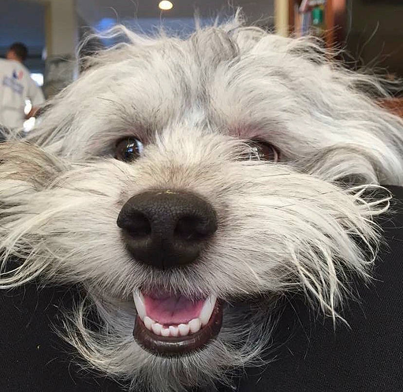 C.j. is registered to the contest to win money with this photo: canidae, carnivore, companion_dog, dog, dog_breed, dutch_smoushond, havanese, lowchen, maltese, mammal, miniature_schnauzer, puppy, rare_breed_dog, sapsali, schnoodle, snout, terrier, tibetan_terrier, toy_dog, vertebrate