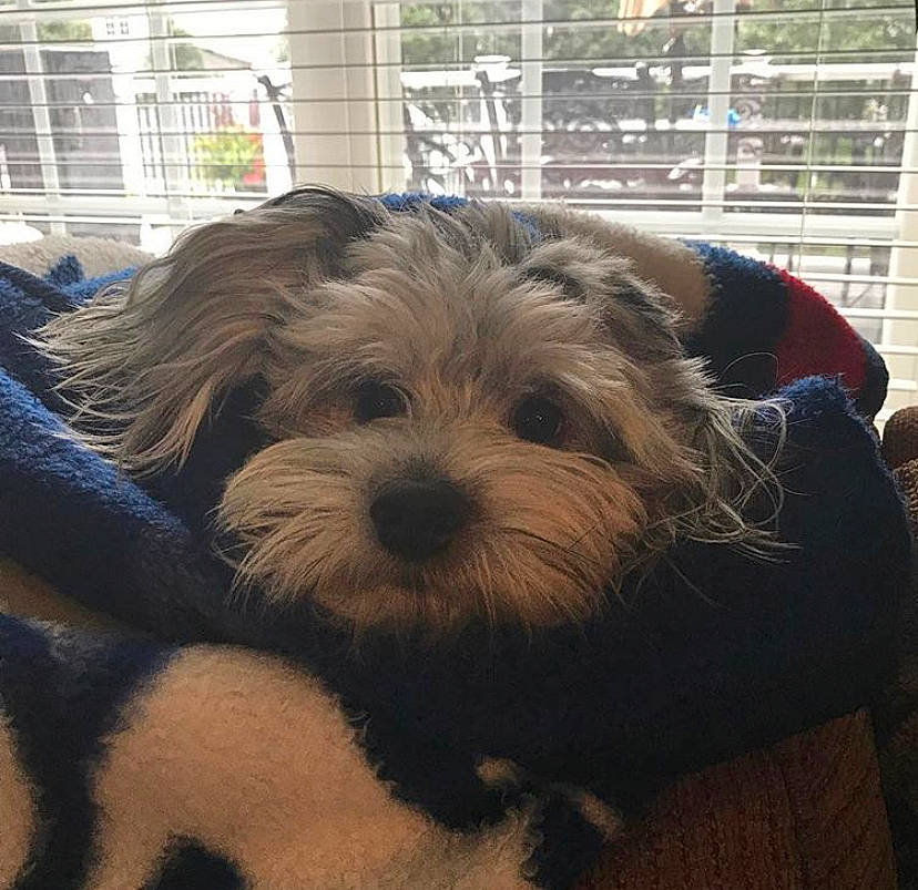 C.j. joined the competition — help win amazing prizes! australian_terrier, canidae, carnivore, companion_dog, dog, dog_breed, maltepoo, mammal, morkie, norfolk_terrier, puppy, rare_breed_dog, schnoodle, small_terrier, sporting_lucas_terrier, terrier, toy_dog, vertebrate, yorkipoo, yorkshire_terrier