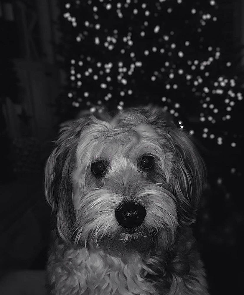 C.j. is registered to the contest to win money with this photo: black, black_and_white, canidae, carnivore, catalan_sheepdog, dog, dog_breed, dutch_smoushond, glen_of_imaal_terrier, irish_soft_coated_wheaten_terrier, mammal, miniature_schnauzer, monochrome, morkie, schnoodle, small_terrier, snout, sporting_lucas_terrier, terrier, vertebrate