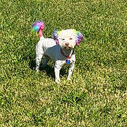Katie joined the competition — help win amazing prizes! dog, grass, outdoor, pet, animal, colorful, rainbow, ears, tail, collar, sunlight, nature, cute, small, white, fur, standing, daytime, vibrant, playful