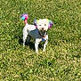 dog, grass, outdoor, pet, animal, colorful, rainbow, ears, tail, collar, sunlight, nature, cute, small, white, fur, standing, daytime, vibrant, playful