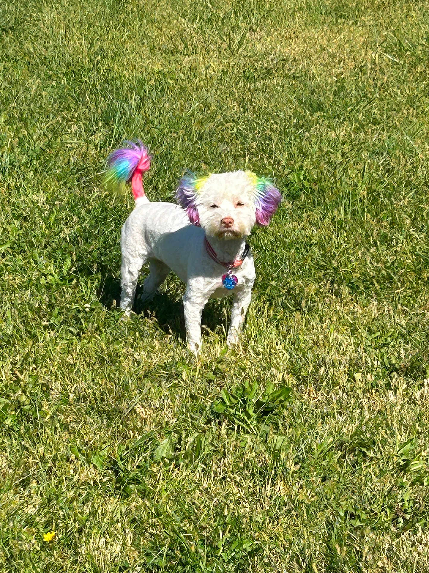 Katie joined the competition — help win amazing prizes! dog, grass, outdoor, pet, animal, colorful, rainbow, ears, tail, collar, sunlight, nature, cute, small, white, fur, standing, daytime, vibrant, playful