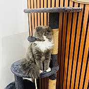 Lilly a rejoint le concours — aidez-le/la à gagner de superbes lots ! cat, cat_tree, gray_cat, white_fur, amber_eyes, fluffy, pet, indoor, wooden_panel, mirror, furniture, curious, sitting, playful_toy, rope, modern_interior, cozy, vertical_stripes, domestic_animal, feline