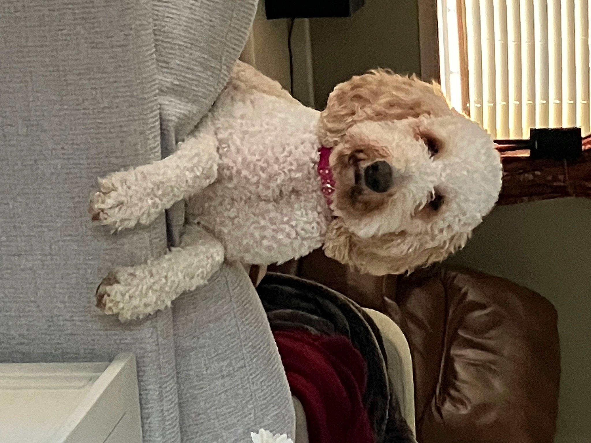 Ellie joined the competition — help win amazing prizes! bow_tie, comfort, companion_dog, couch, craft, dog_breed, dog_clothes, eyewear, fur, glasses, goggles, linens, pattern, plush, room, stuffed_toy, sunglasses, teddy_bear, toy, wool