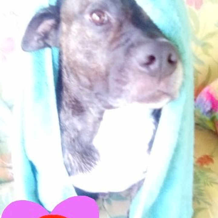 Loki joined the competition — help win amazing prizes! animal, blanket, canine, chihuahua, daisy, dog, envelope, face, flower, greetingcard, head, hound, mail, person, pet, photography, plant, portrait, purple, towel