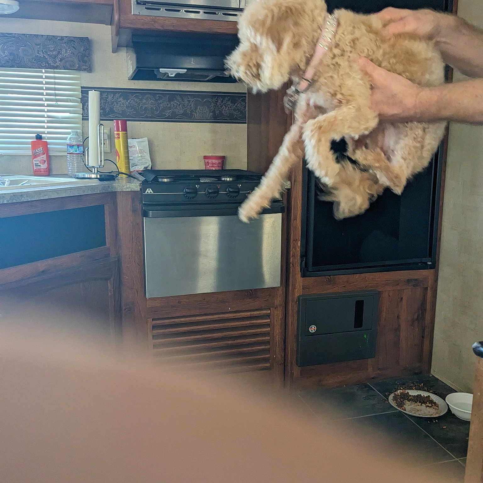 Bailey is registered to the contest to win money with this photo: bookcase, cabinetry, carnivore, chair, comfort, companion_dog, dog, dog_breed, fawn, flooring, fur, hardwood, home_appliance, microwave_oven, poodle, shelf, shelving, sporting_group, television, wood