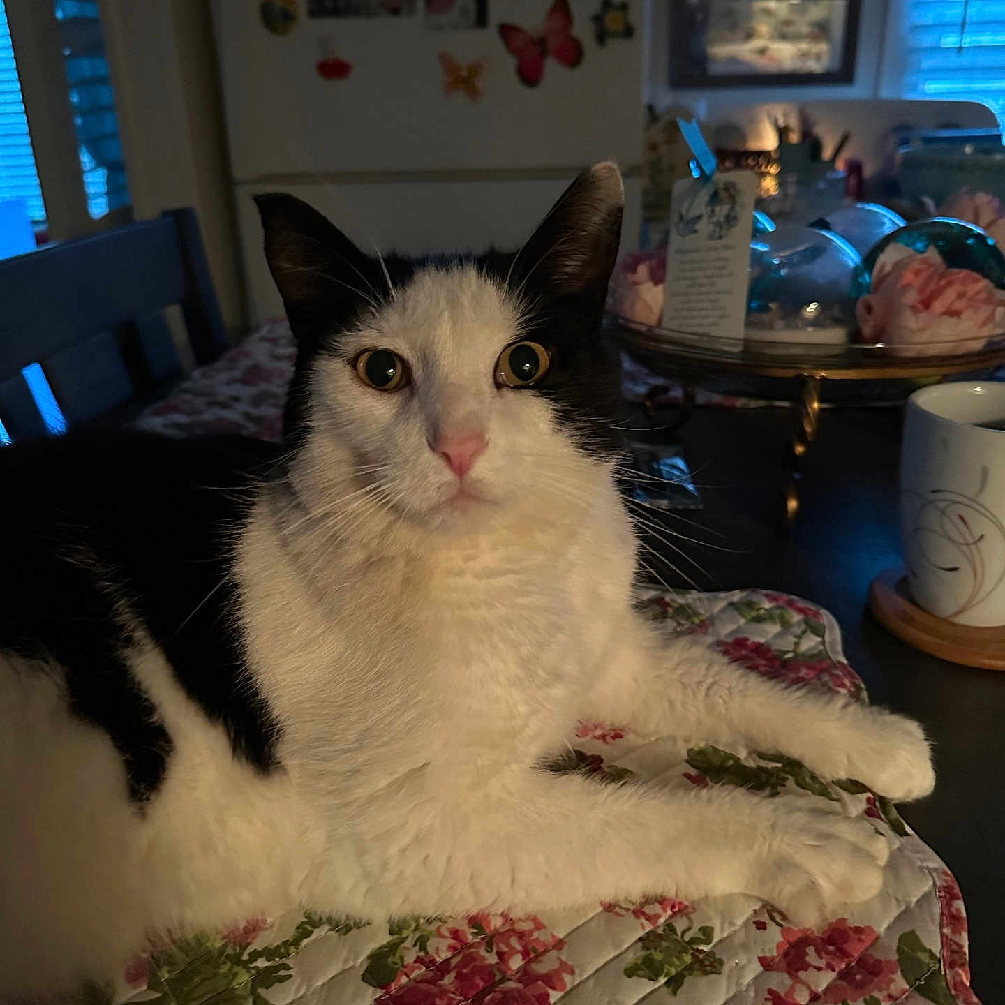 Patches is registered to the contest to win money with this photo: animal, black_and_white, butterfly, cat, cup, domestic_cat, floral_pattern, fridge, fur, home, indoor, kitchen, magnets, pet, photos, quilted_mat, relaxed, table, whiskers, window