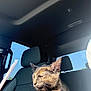 cat, tortoiseshell, car, interior, sunlight, console, seat, window, relaxed, pet, animal, feline, domestic, fur, whiskers, daytime, shadow, seatbelt, headrest, vehicle