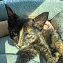 Winnie Ressler is registered to the contest to win money with this photo: kitten, cat, tortoiseshell, pet, animal, feline, close_up, soft_blanket, hand, nail_art, sunlight, shadow, cozy, relaxed, fur, whiskers, ears, yellow_eyes, indoor, comfort