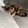 Winnie Ressler is registered to the contest to win money with this photo: kitten, cat, sleeping, tortoiseshell, pet, animal, cozy, couch, furniture, indoor, resting, fur, cute, small, domestic, nap, peaceful, whiskers, paws, young