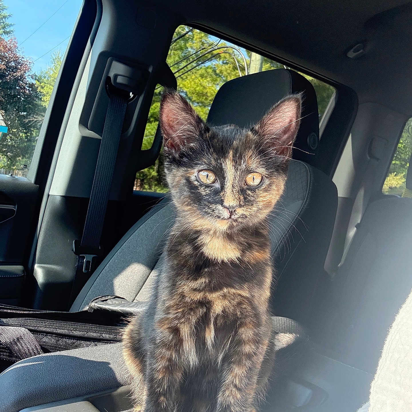 Winnie Ressler is registered to the contest to win money with this photo: animal, car, car_interior, cat, curious, daylight, domestic_animal, ears, eyes, fur, kitten, nature_outside, pet, seat, sitting, sunlight, tortoiseshell, whiskers, window, young