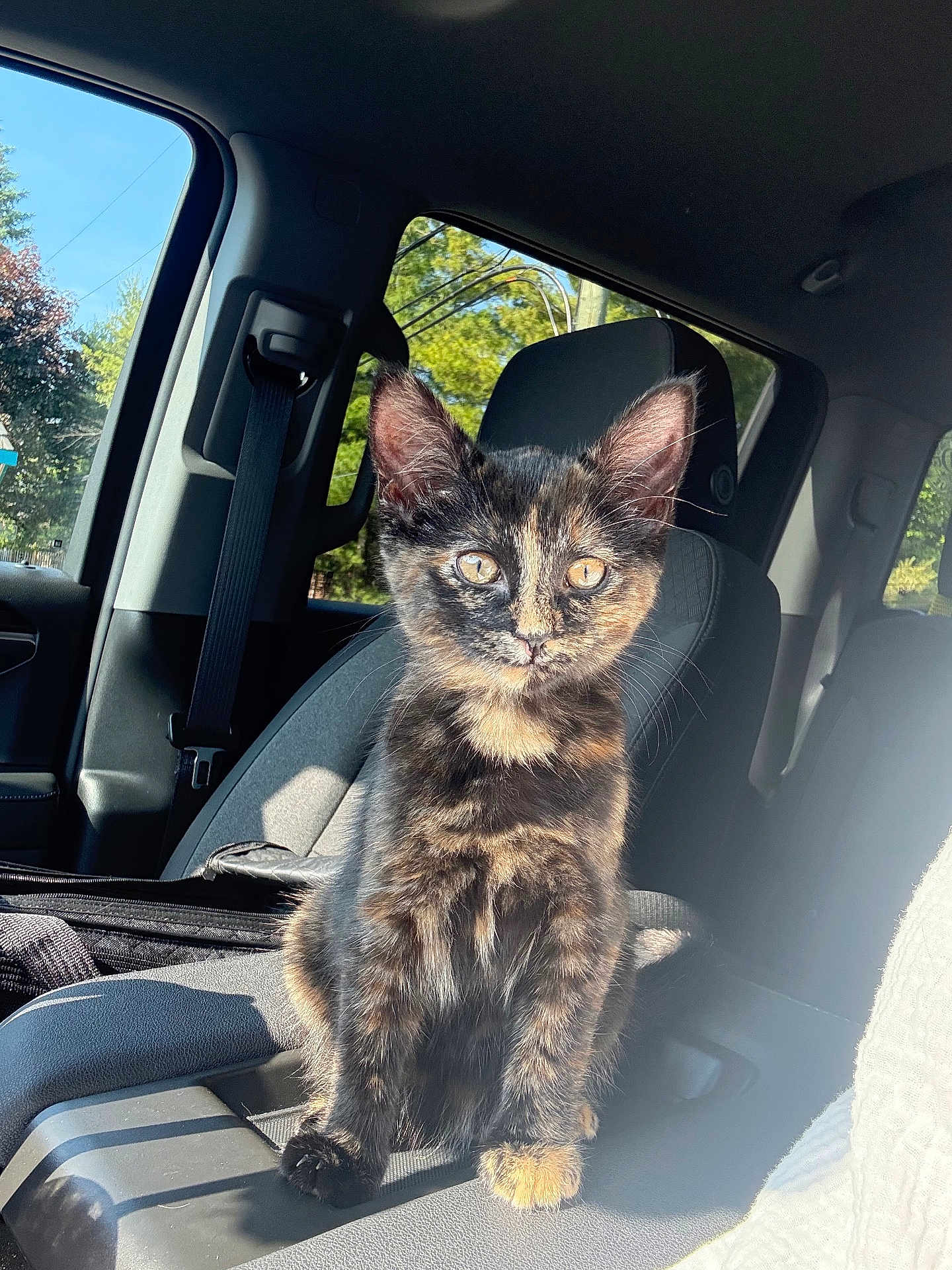 Winnie Ressler is registered to the contest to win money with this photo: cat, kitten, tortoiseshell, car, car_interior, seat, sunlight, window, animal, pet, fur, whiskers, ears, eyes, nature_outside, daylight, young, curious, sitting, domestic_animal