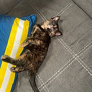 Winnie Ressler joined the competition — help win amazing prizes! kitten, sleeping, couch, pillow, gray_fabric, striped_pillow, indoor, pet, fur, tail, whiskers, animal, cozy, relaxed, home, cute, small, resting, domestic_cat, patterned_fur