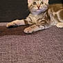 kitten, cat, tabby, pet, animal, feline, cute, young, fur, whiskers, ears, eyes, paws, relaxed, indoor, texture, fabric, background, curious, lying_down