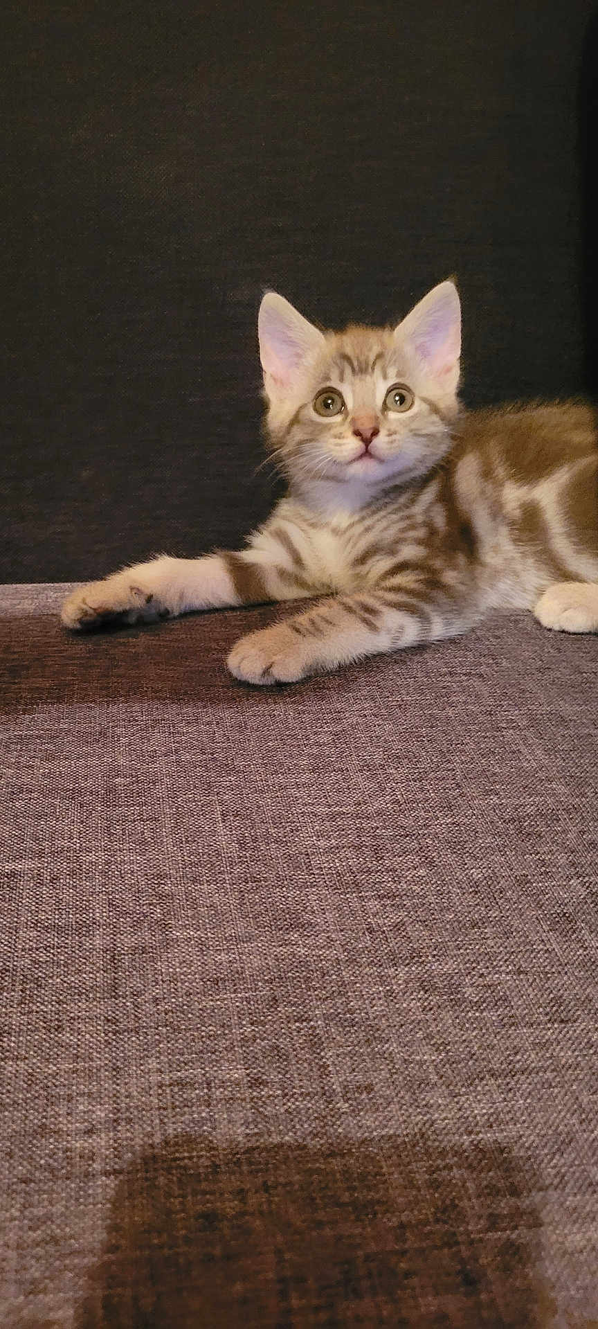 Chouquette participe au concours pour gagner de l'argent avec cette photo : kitten, cat, tabby, pet, animal, feline, cute, young, fur, whiskers, ears, eyes, paws, relaxed, indoor, texture, fabric, background, curious, lying_down