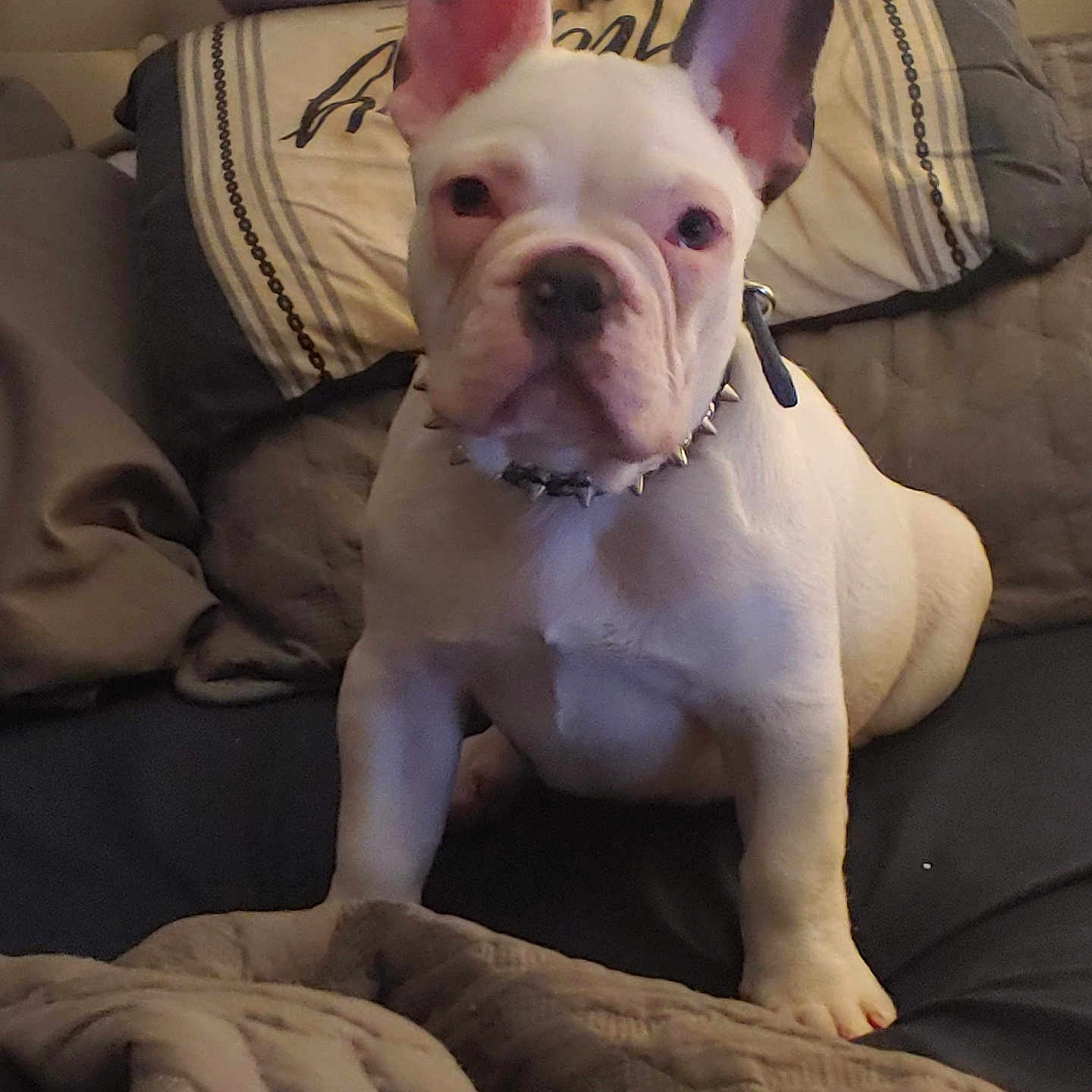 Drako is registered to the contest to win money with this photo: animal, blanket, bostonbull, boxer, bulldog, canine, couch, cushion, dog, frenchbulldog, furniture, homedecor, person, pet, pitbull, puppy, sleeping, whitedog